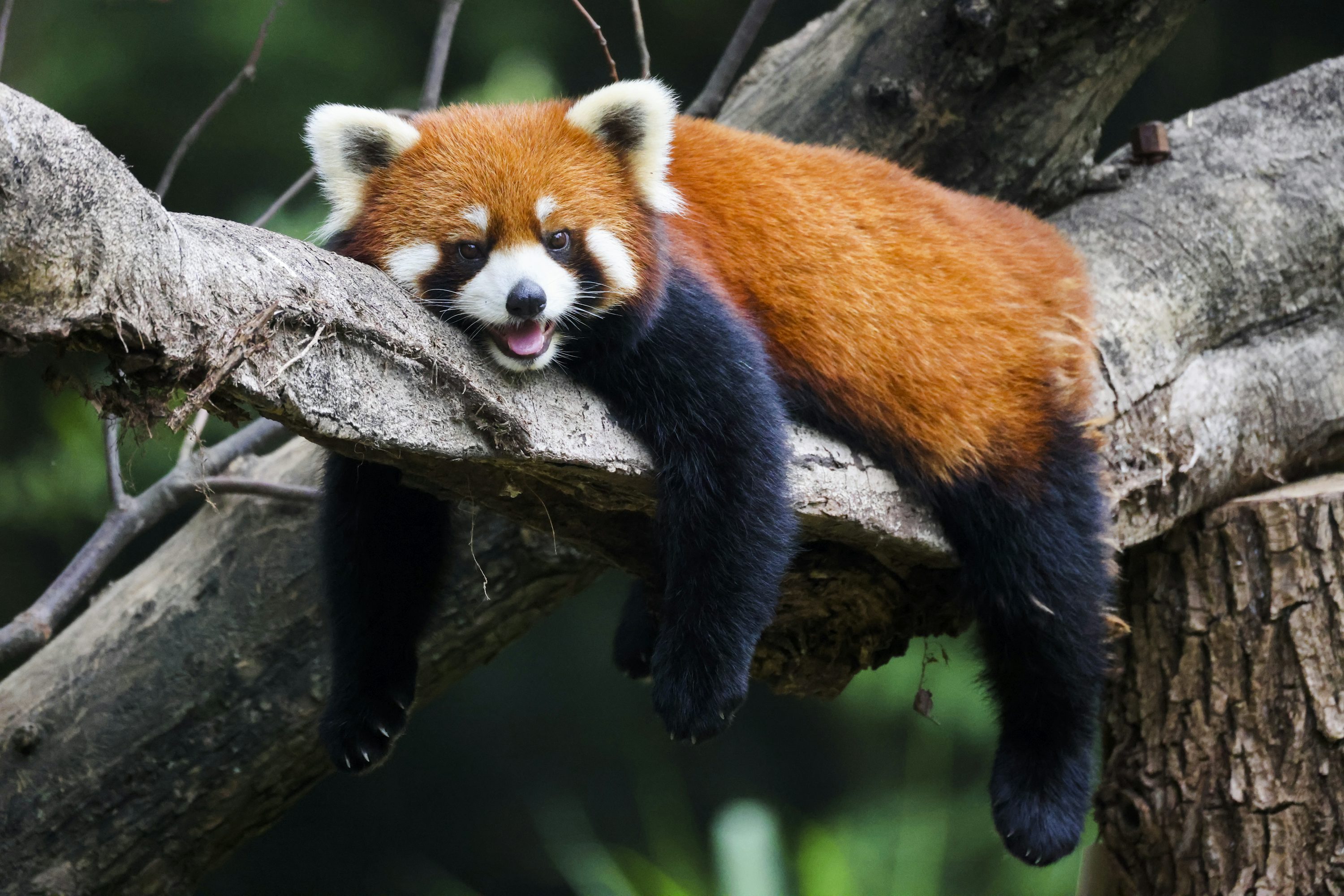 Red Panda Picture. Download Free Image