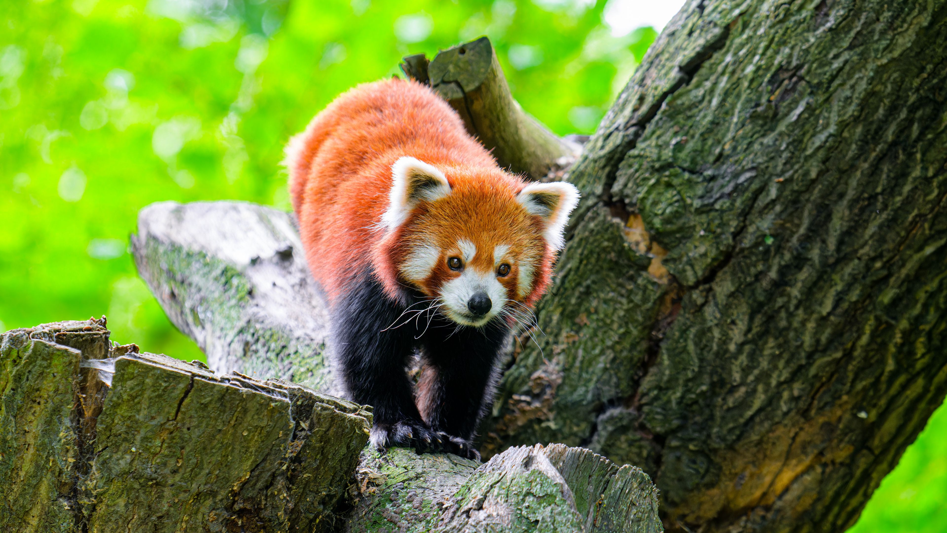Download wallpaper 3840x2160 red panda, wildlife, animal, stone, tree 4k uhd 16:9 HD background