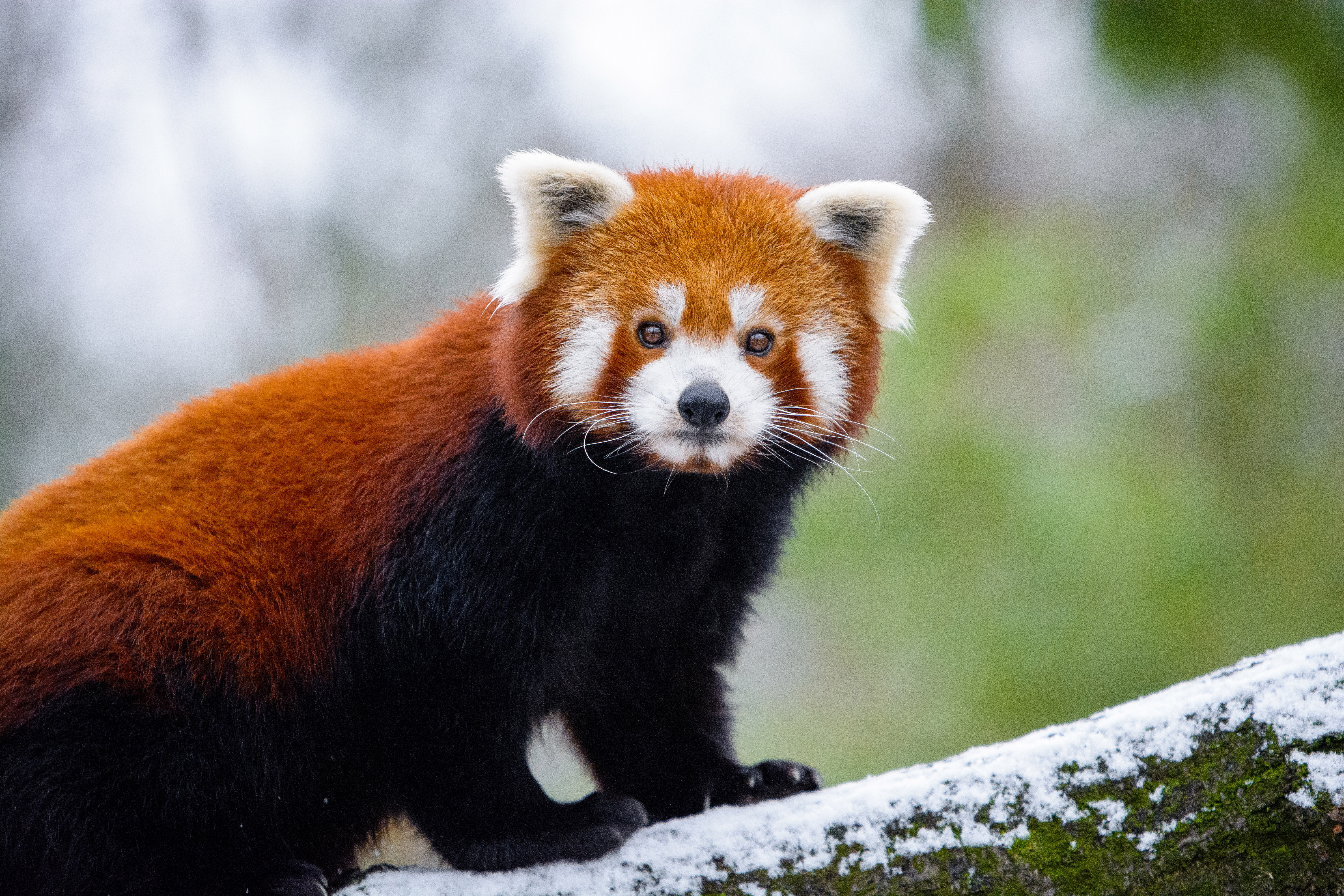Wallpaper Red Panda on Tree Branch During Daytime, Background Free Image