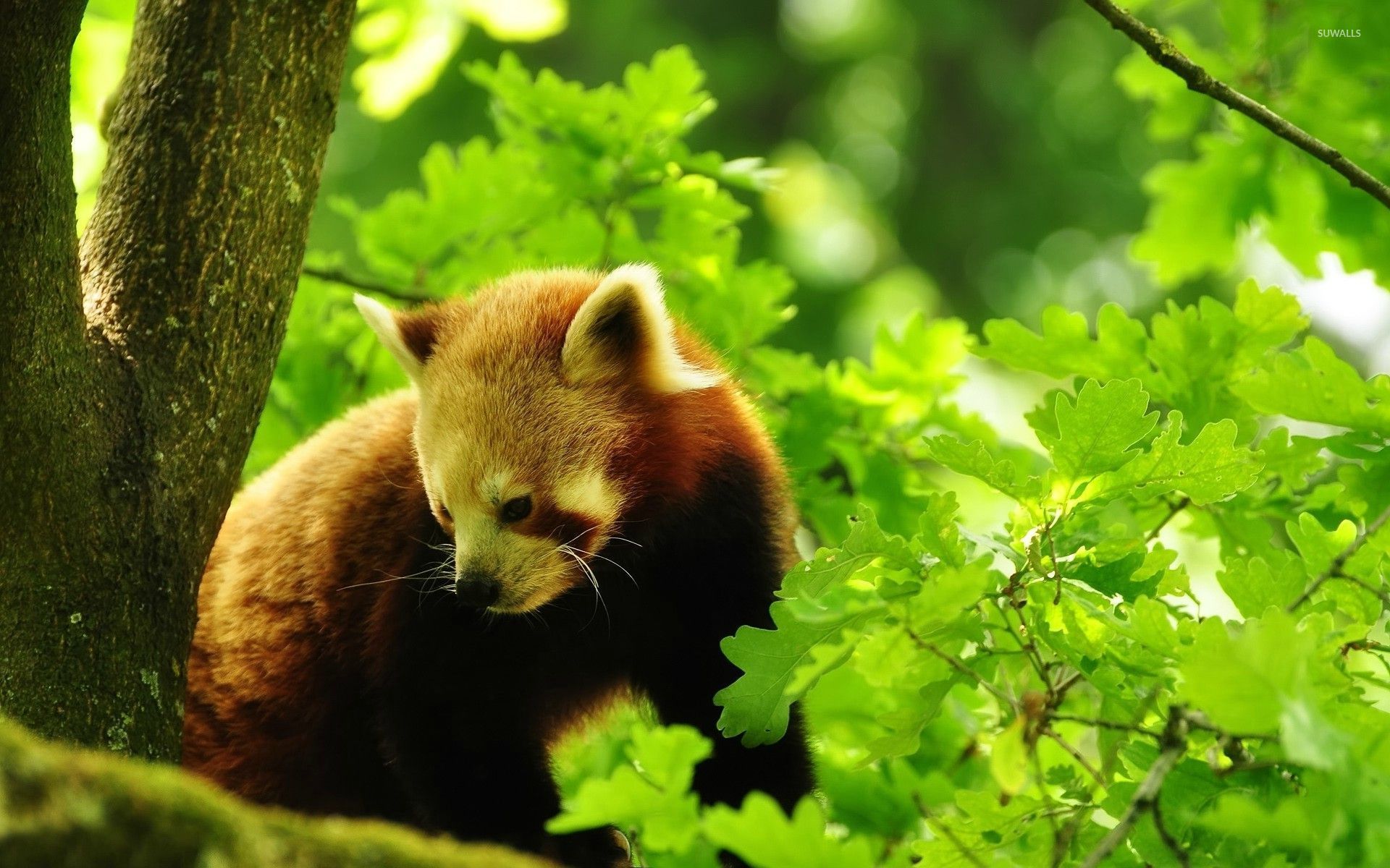 Red panda [6] wallpaper wallpaper