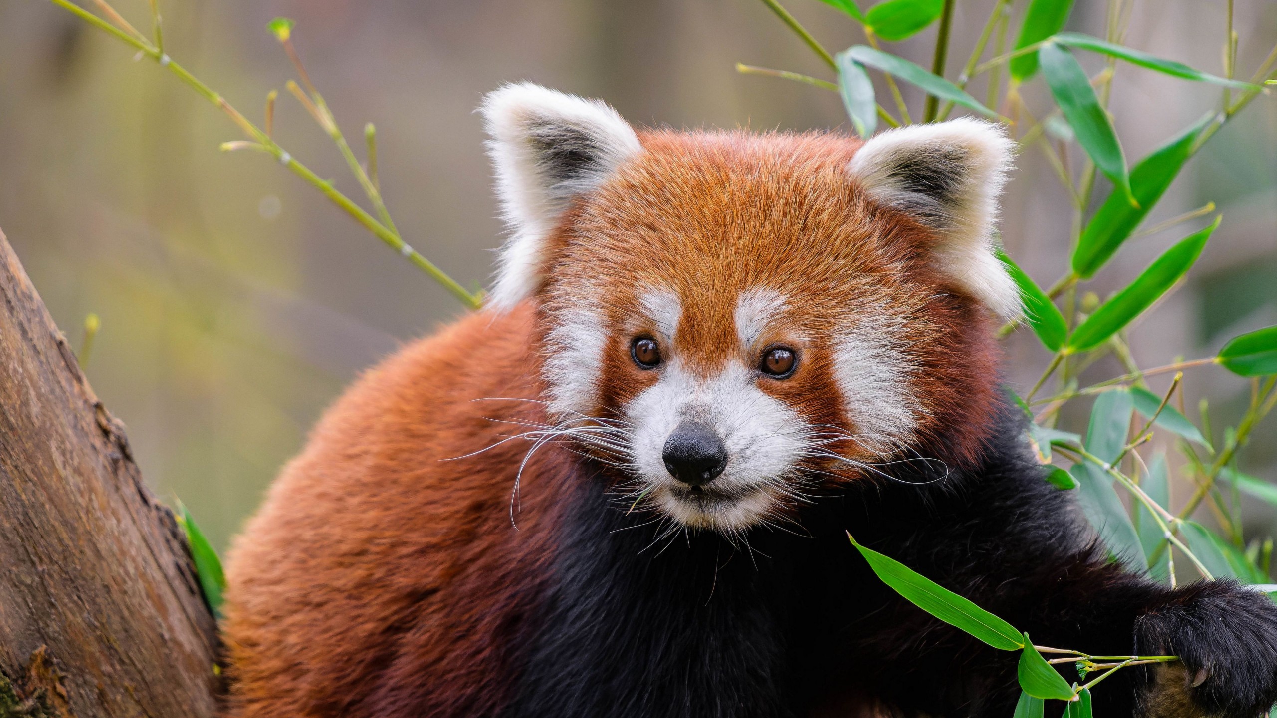 Red Panda White Brown Black Animal Wildlife Cute Furry Green Leaves Background 4K HD Panda Wallpaper