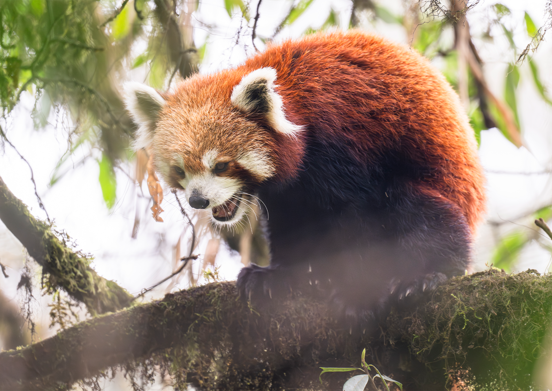 adorable photo of red pandas to celebrate International Red Panda Day