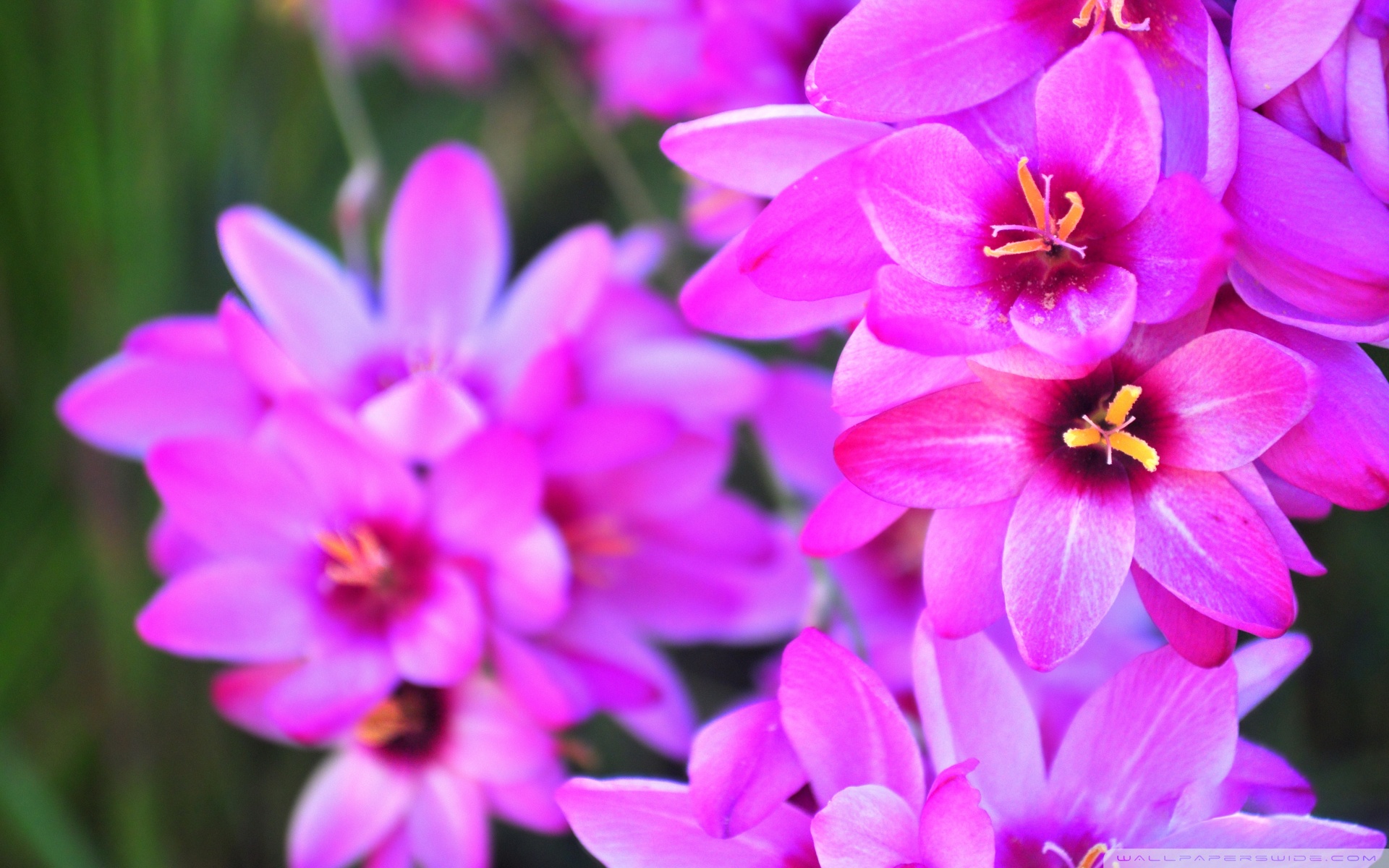 Vibrant Flowers 4K UHD Wallpaper for UltraHD Desktop and TV, Smartphone and Tablet Devices