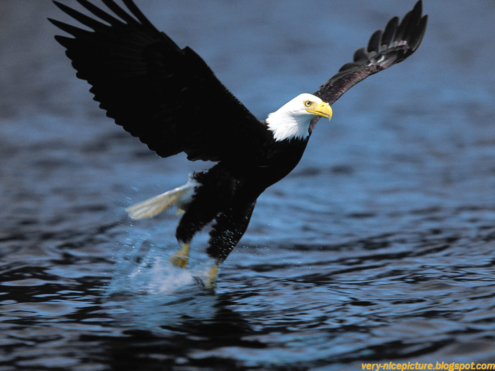 Bird wallpaper desktop, Nice Wallpaper of Nature, HD nature background