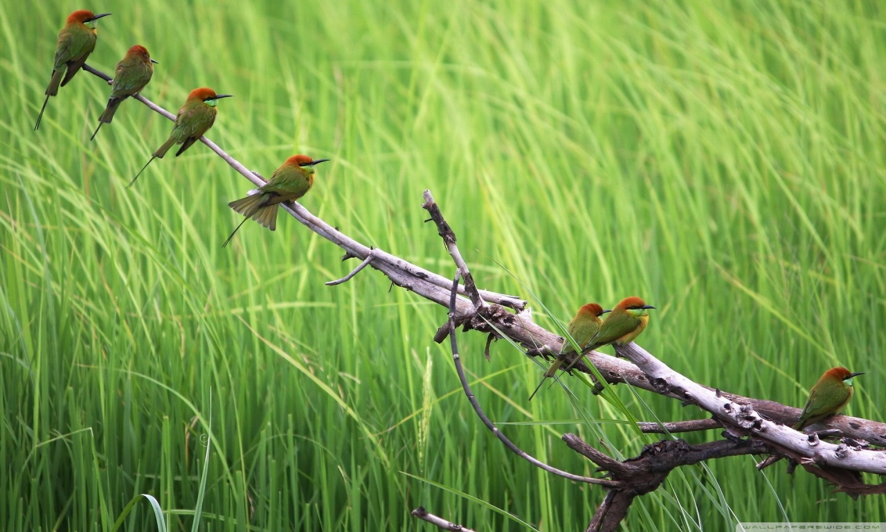 Beautiful Birds 4K UHD Wallpaper for UltraHD Desktop and TV, Smartphone and Tablet Devices