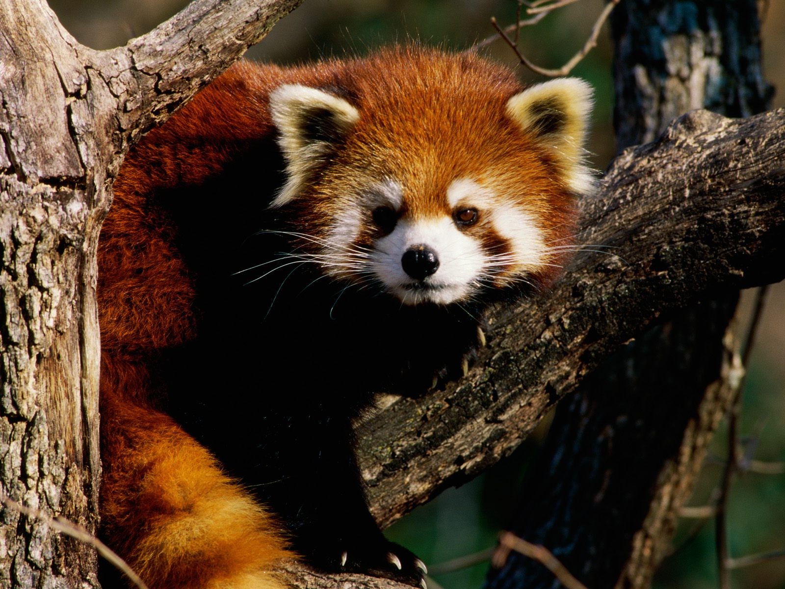 red Panda, Animals, Branch Wallpaper HD / Desktop and Mobile Background