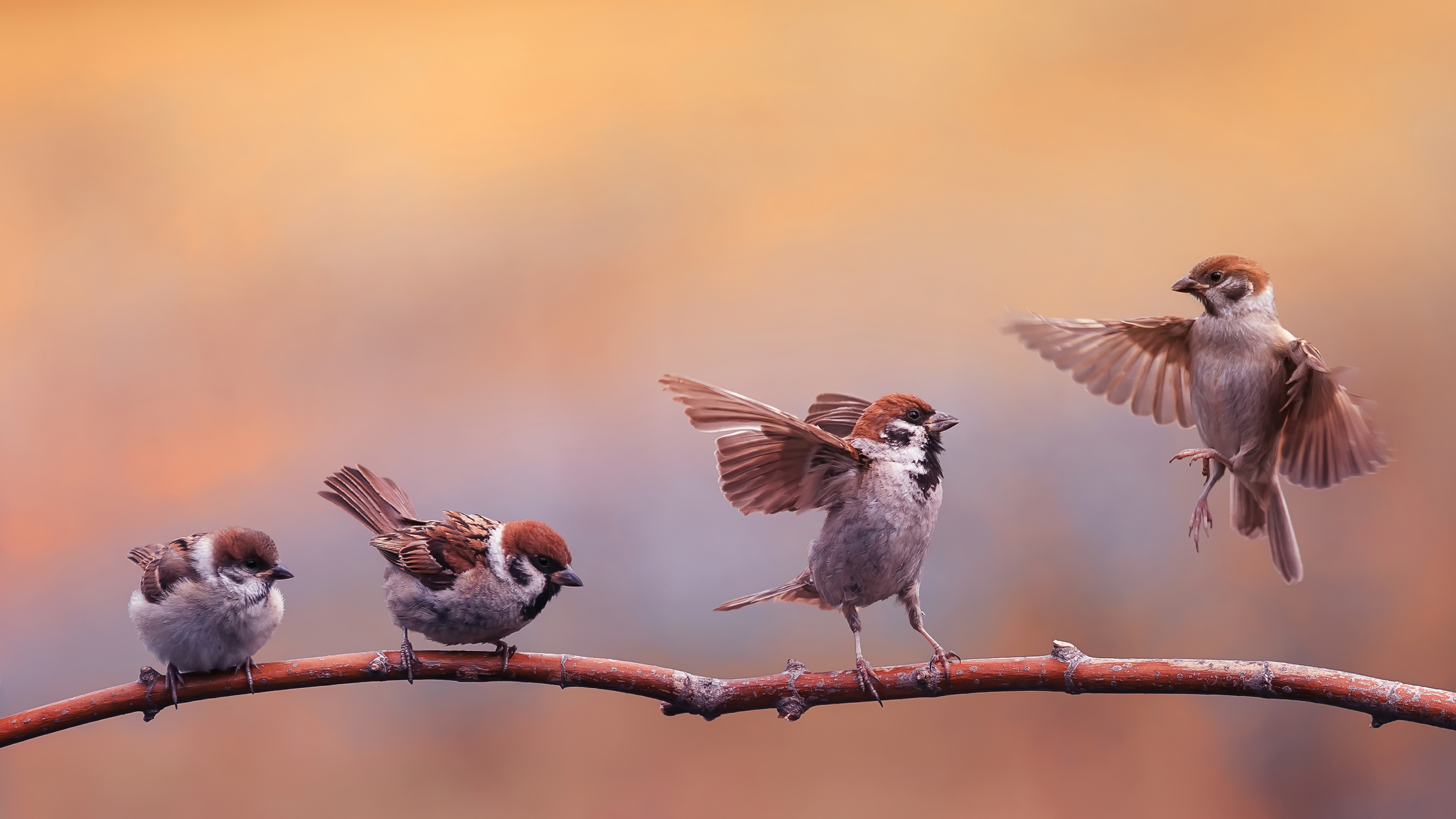 Sparrow Bird Wallpaper 4K HD PC g