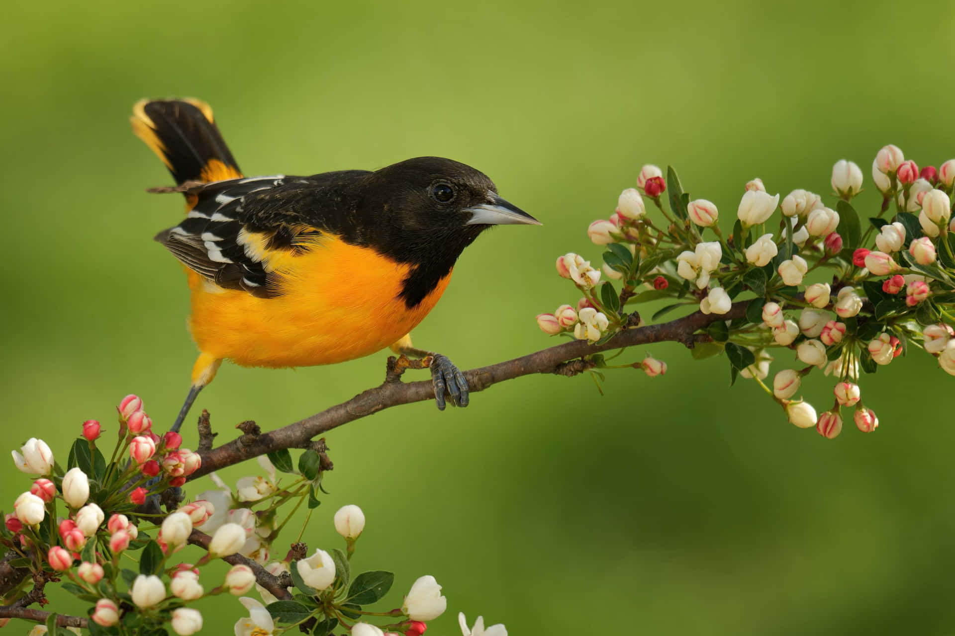 Orioles Bird Picture