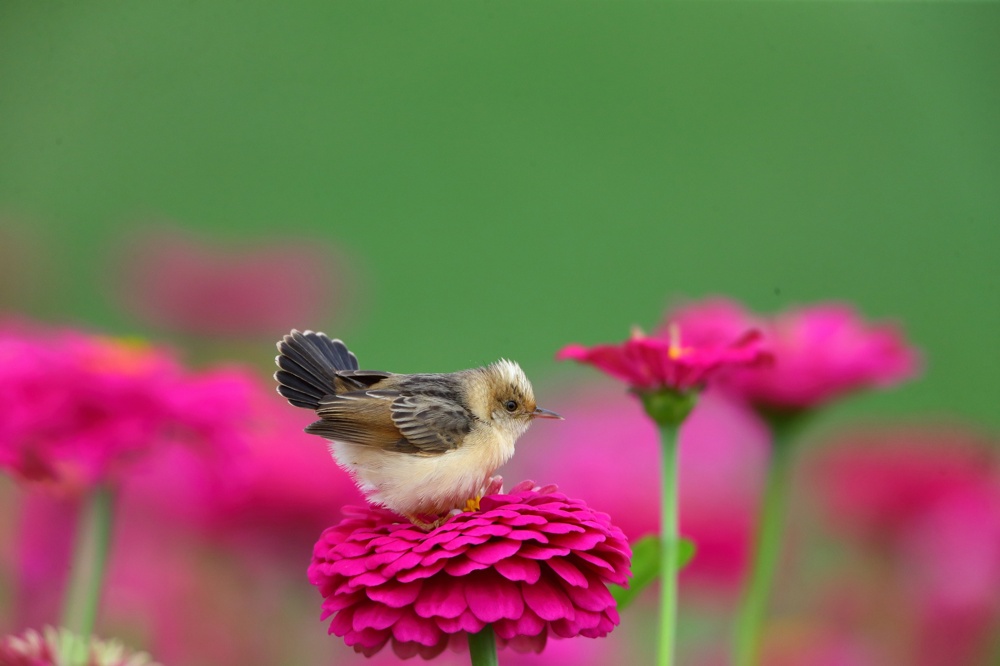 Desktop wallpaper: Nature, Animal, Bird, Flower, Birds 4K free download for PC. 492745