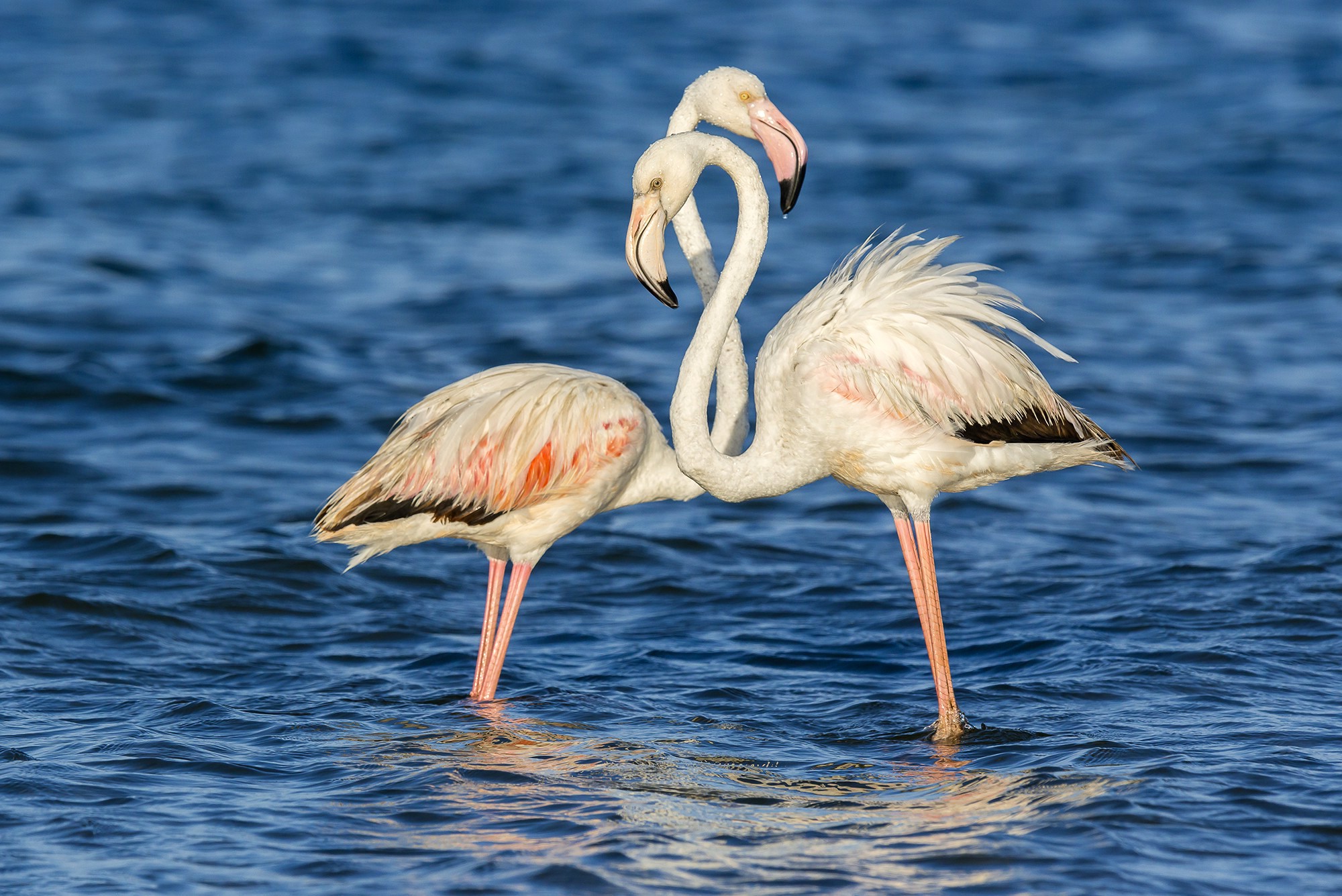 animals, Flamingos, Water, Birds Wallpaper HD / Desktop and Mobile Background