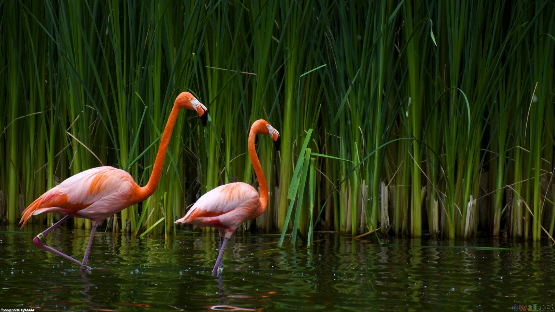 Bird HD Wallpaperx1080