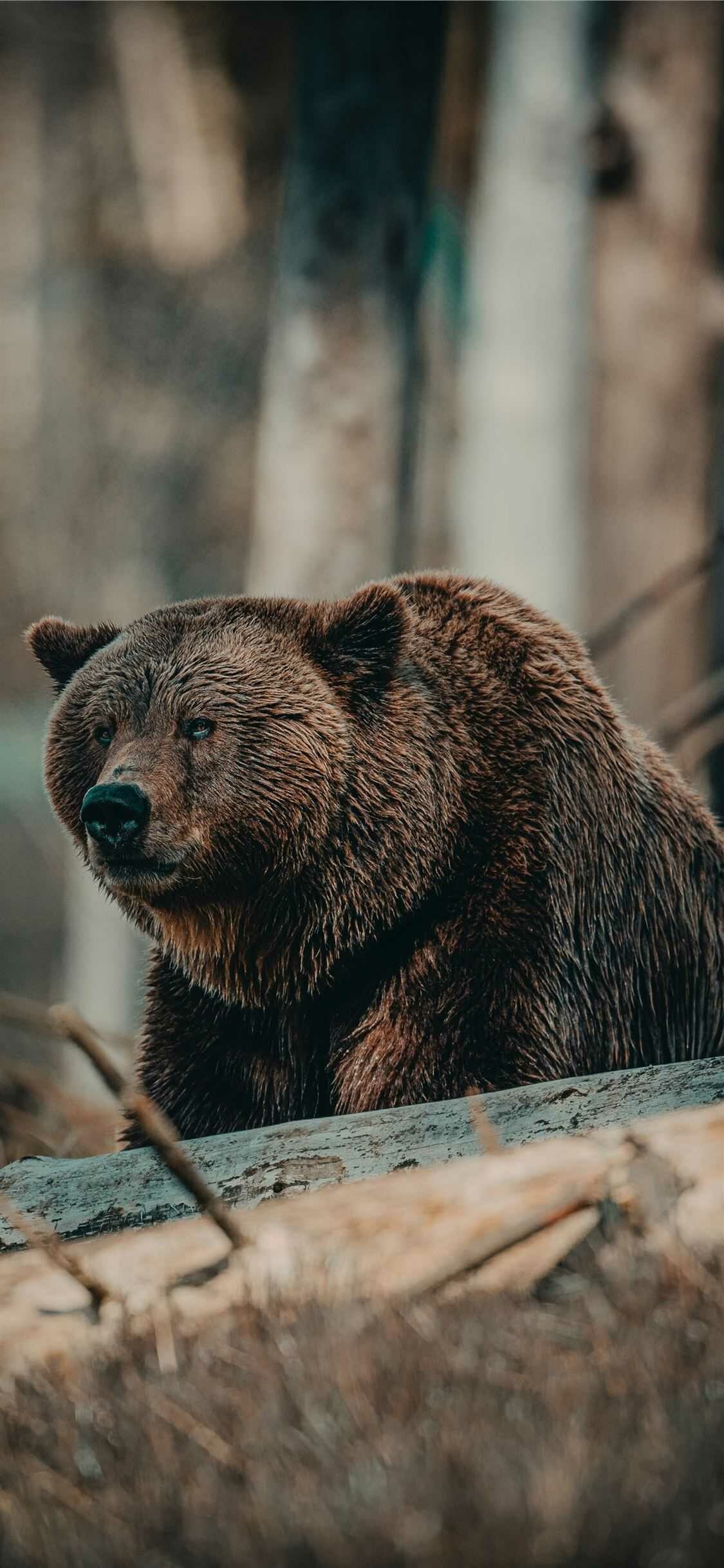 Bear Wallpaper