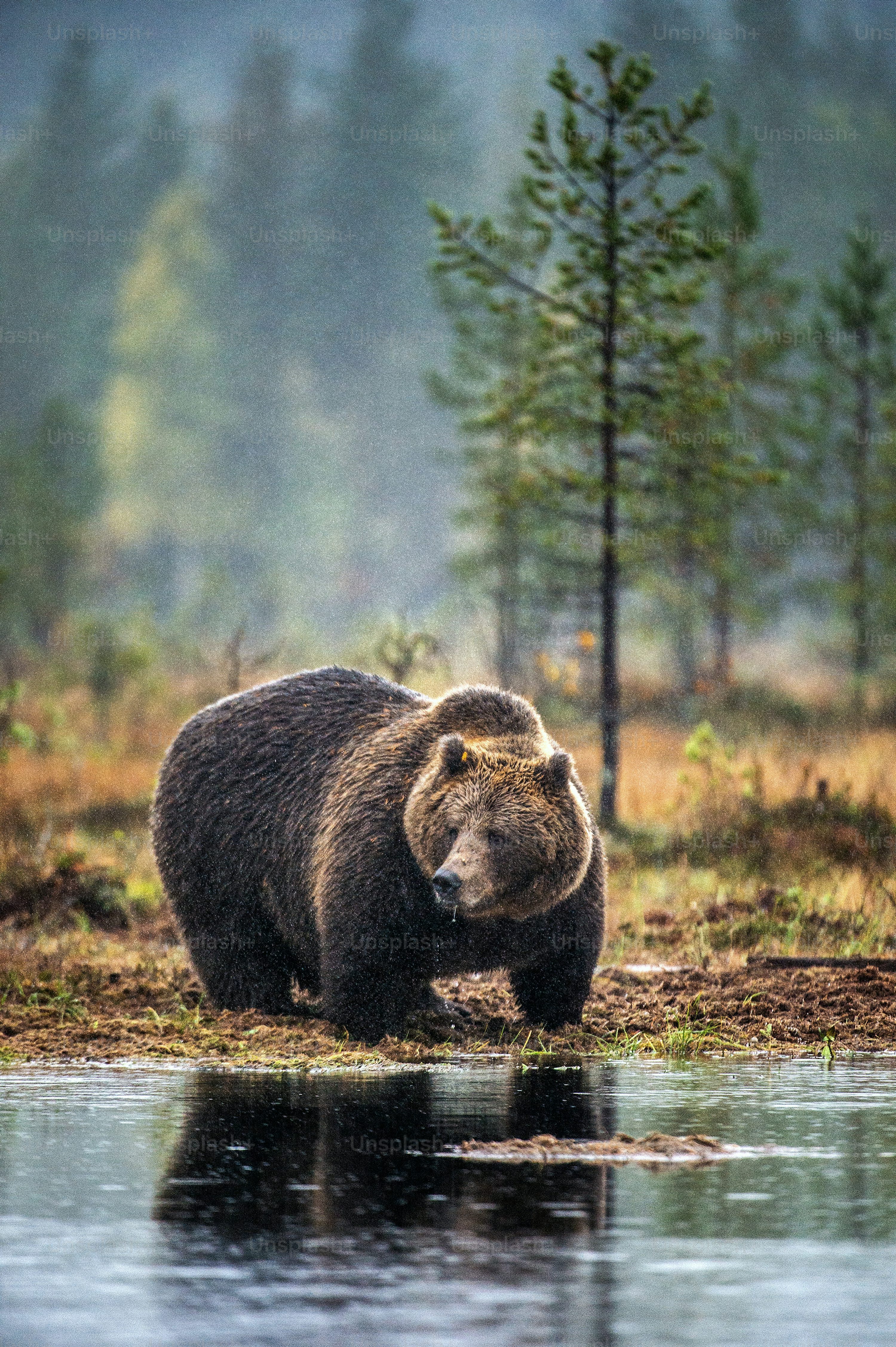 Grizzly Bear Picture [4K]. Download Free Image