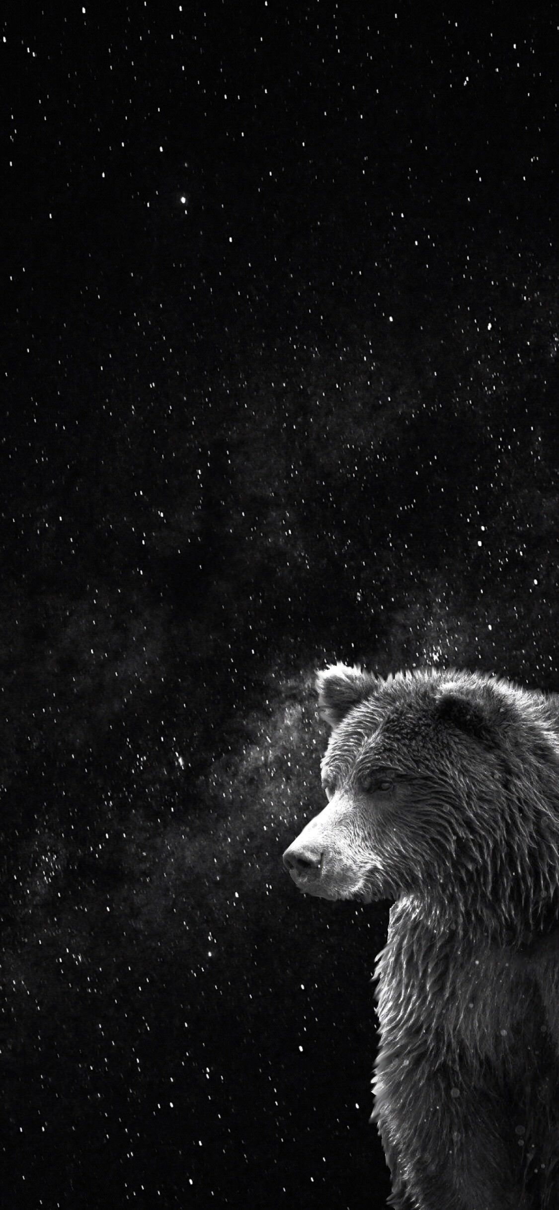 Bear Phone Wallpaper, HD Background on WallpaperBat