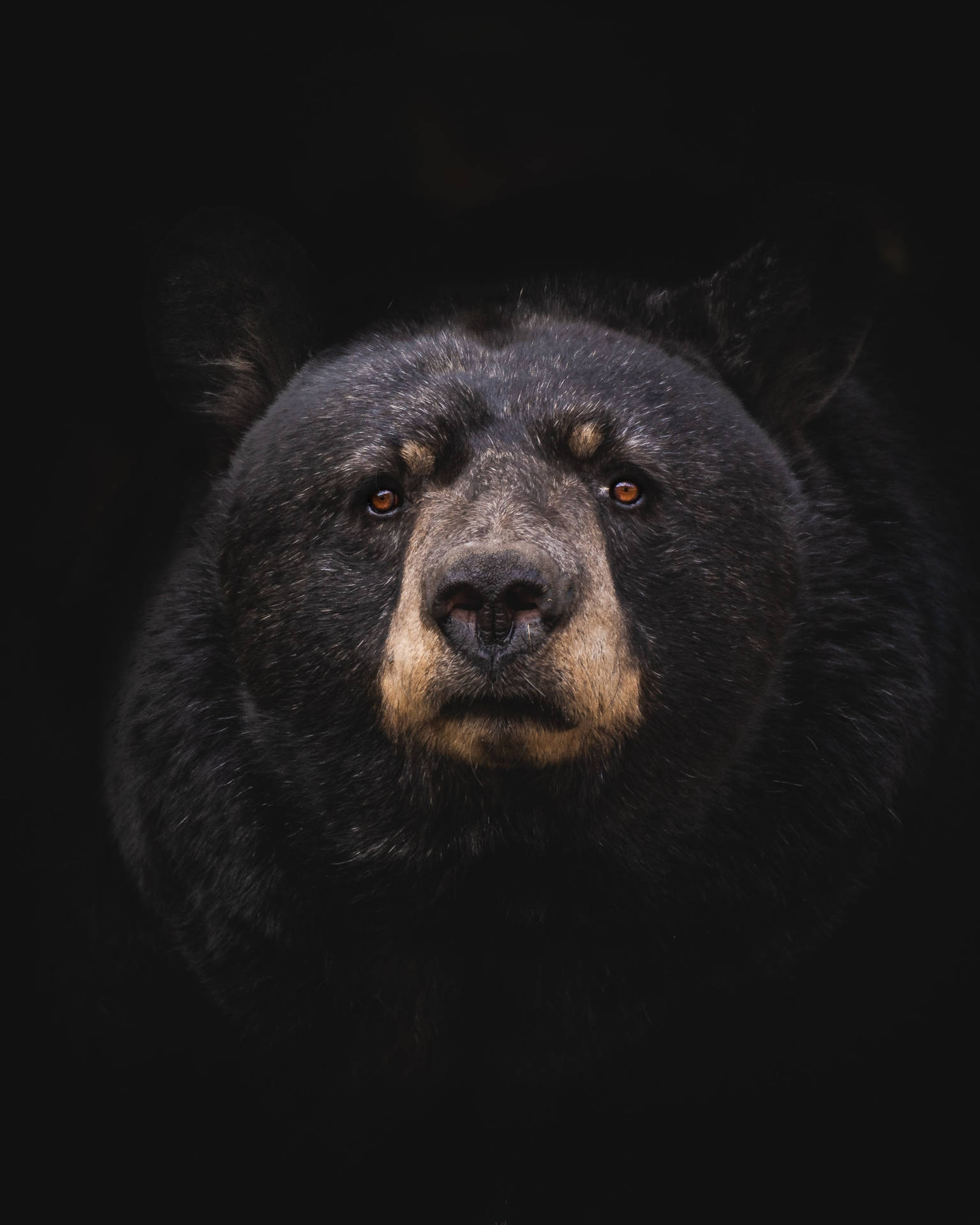 Download Black Bear Cell Phone Image Wallpaper