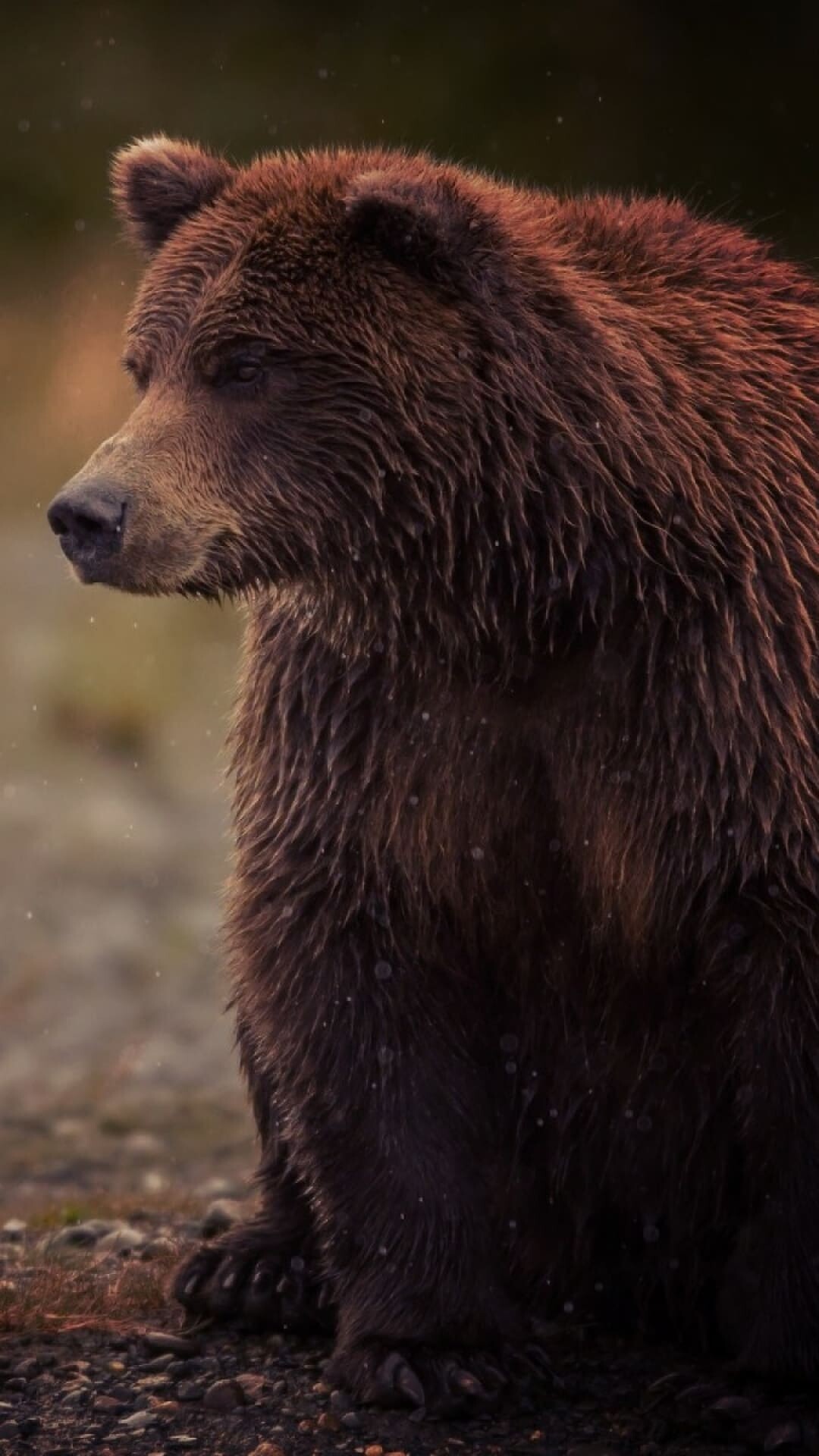 Bear Wallpaper
