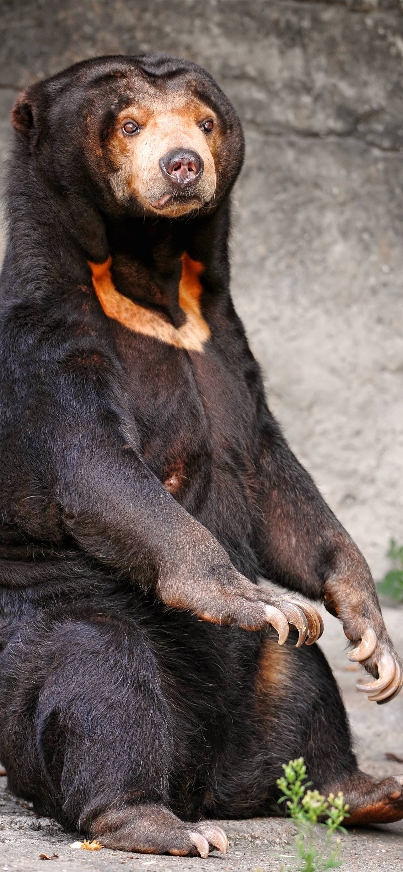 sun bear iPhone Wallpaper Free Download