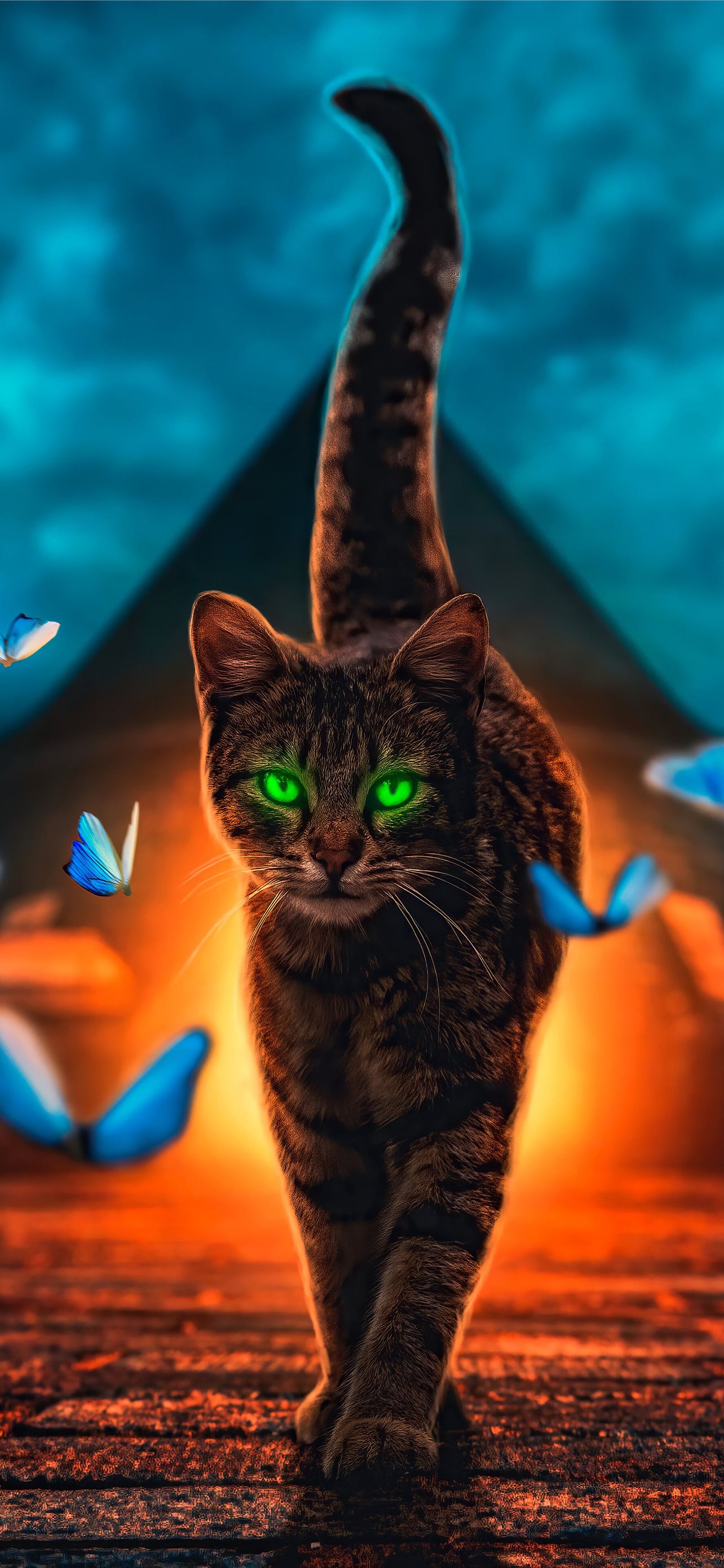 cats iPhone Wallpaper Free Download