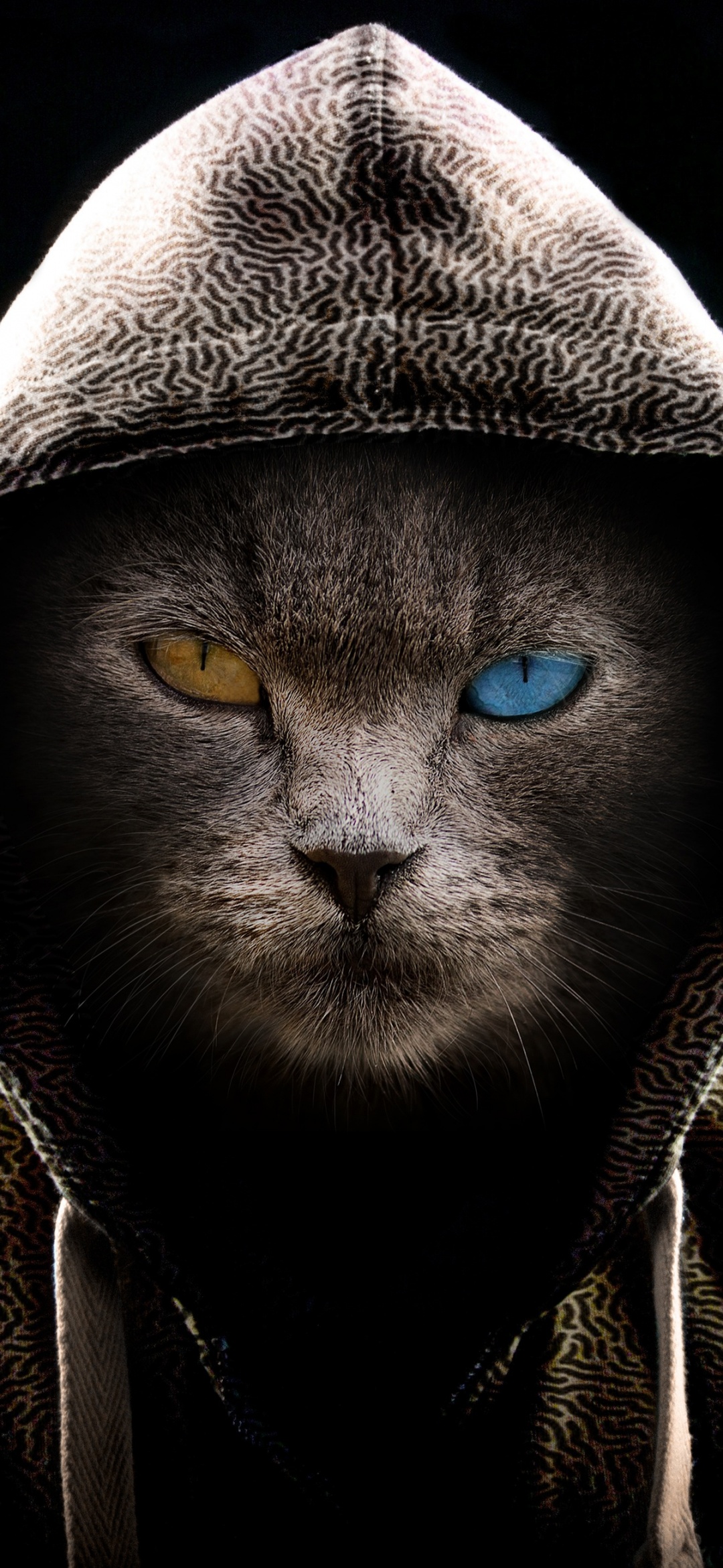 Scary Cat Wallpaper 4K, Hoodie, Animal Portrait