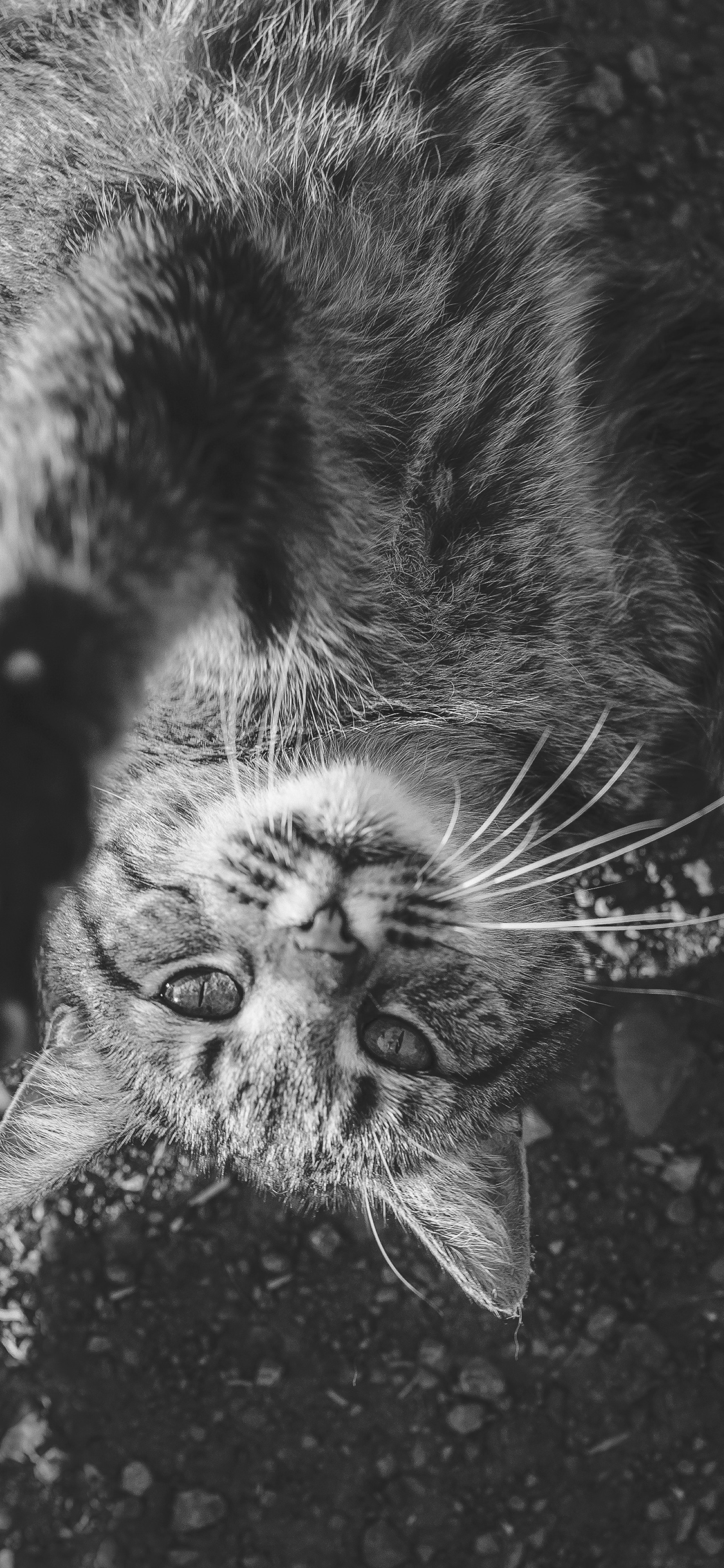 iPhoneXpapers cute dark lying animal nature