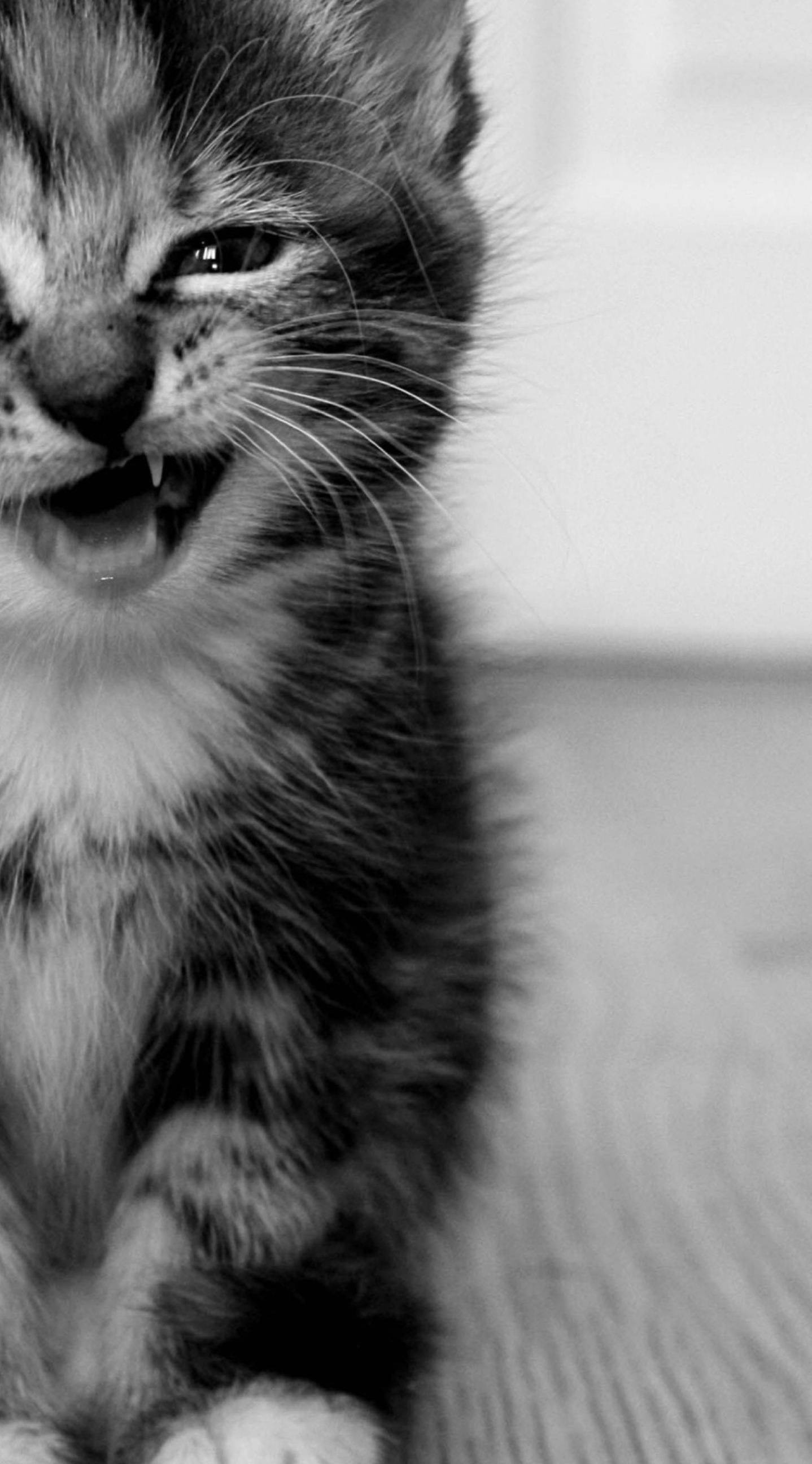 Download Smiling Black Tabby Cat iPhone Wallpaper