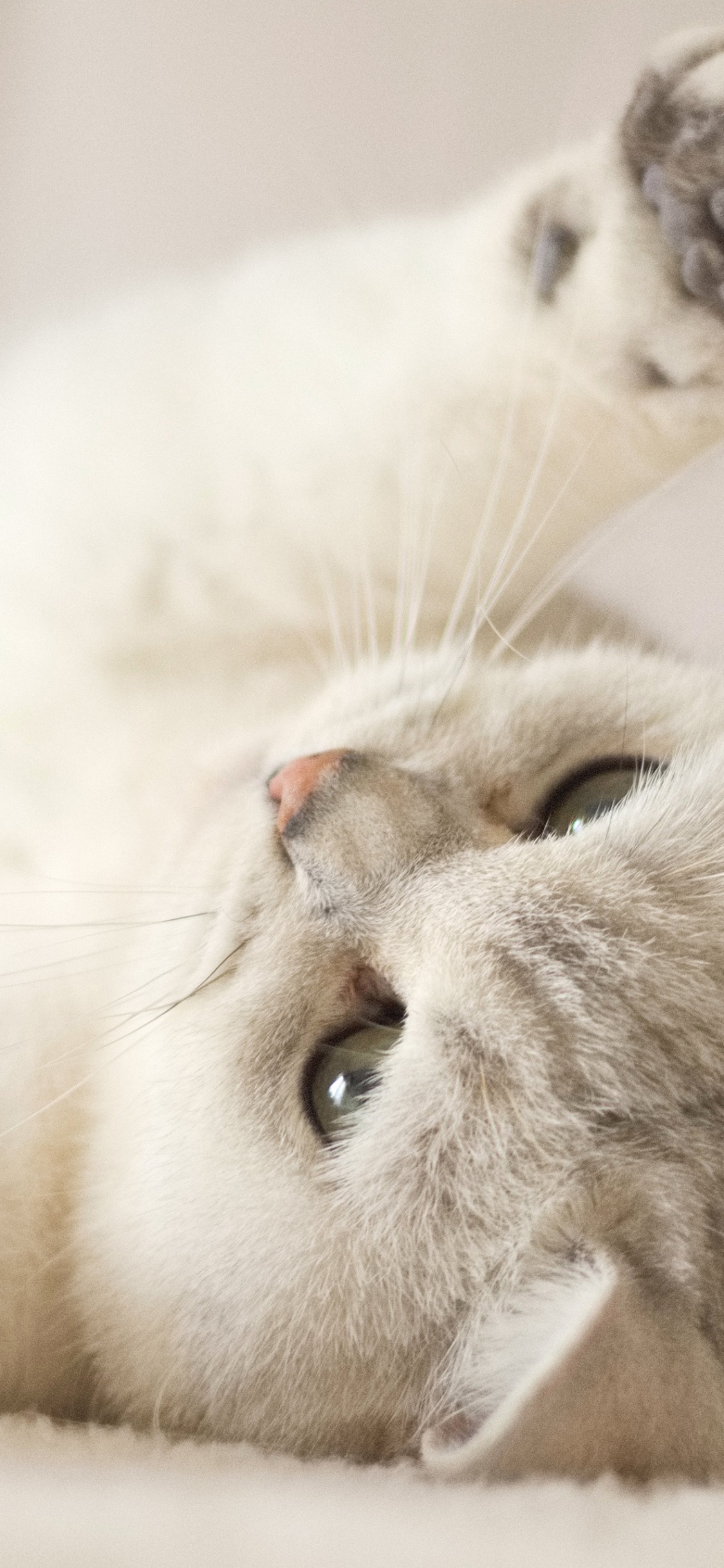Cute Kitten Wallpaper 4K, Kitty, Cat, White