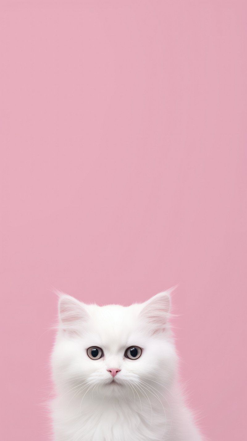iPhone Cat Wallpaper, HD Background on WallpaperBat