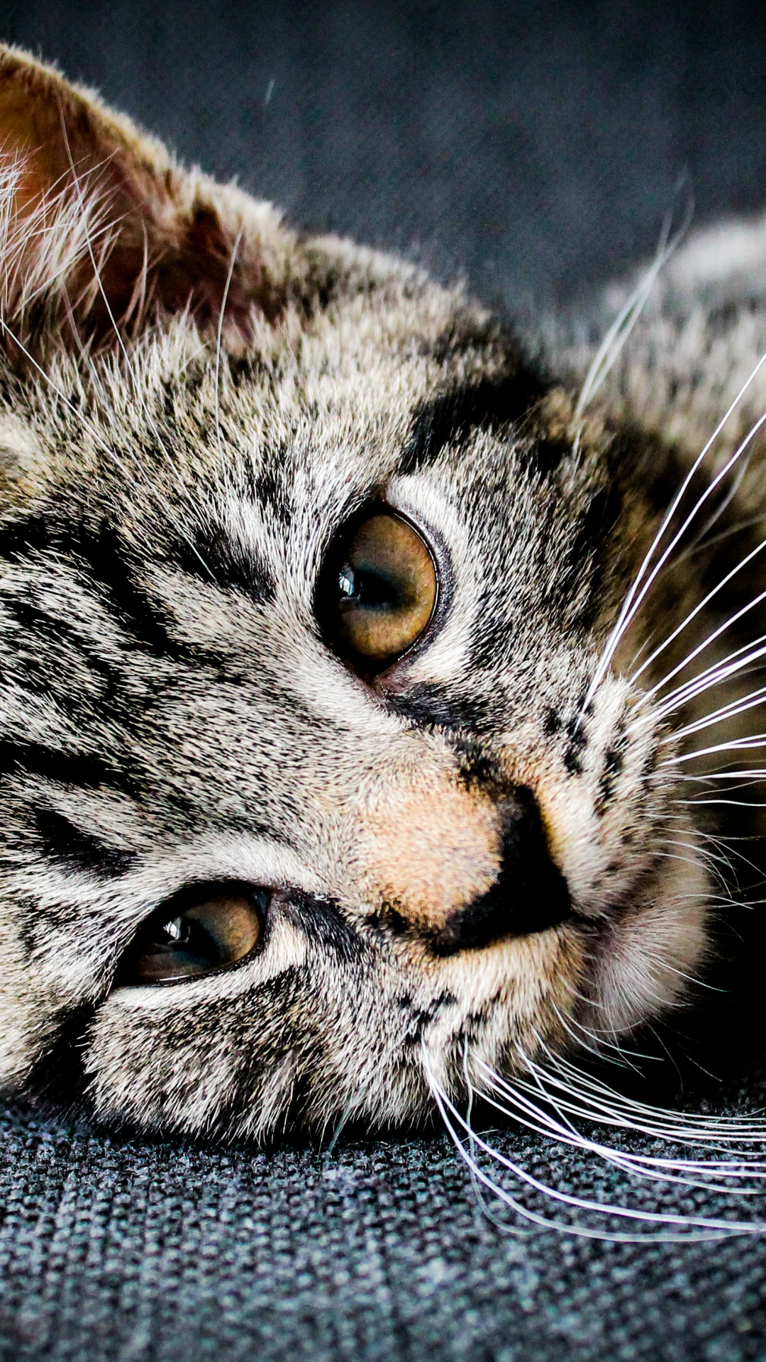 Cat Resting iPhone Wallpaper