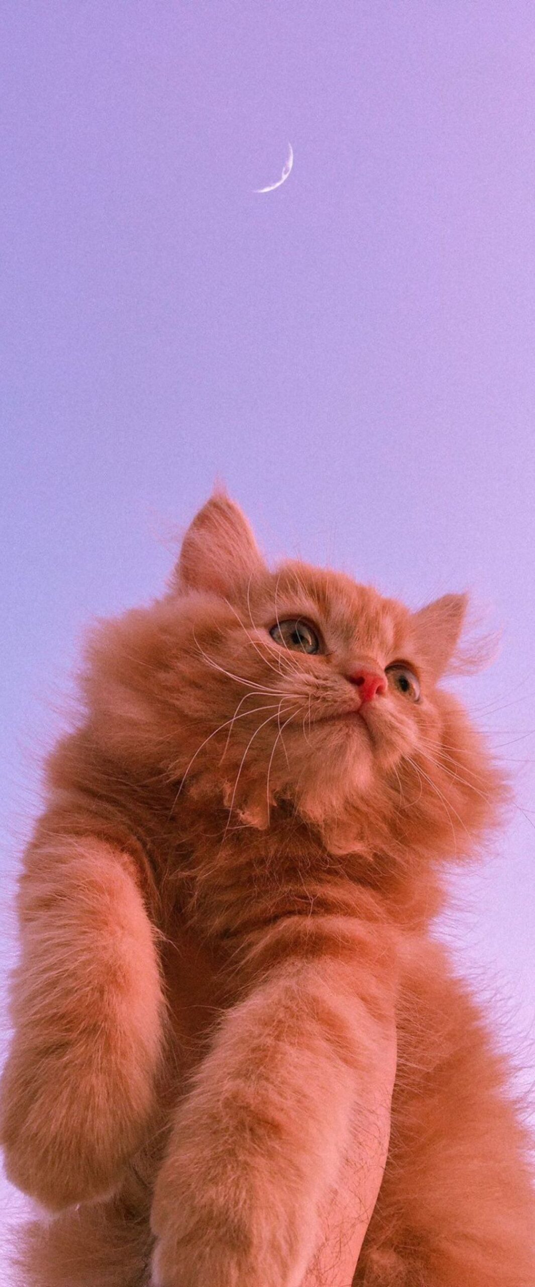 Best Cute Cat iPhone Wallpaper [ 4k & HD Quality ]