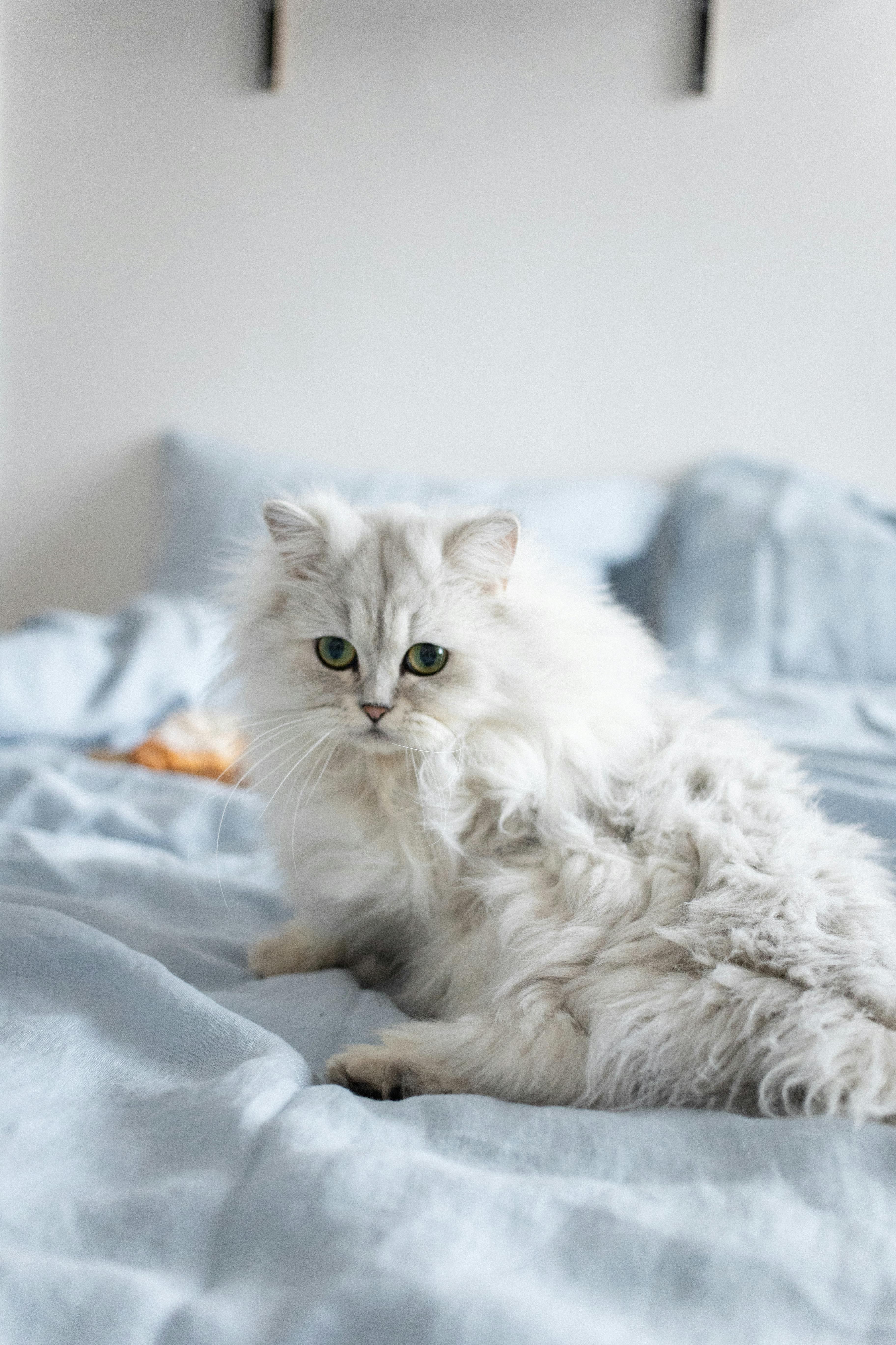 White Cat Lying on the Bed · Free