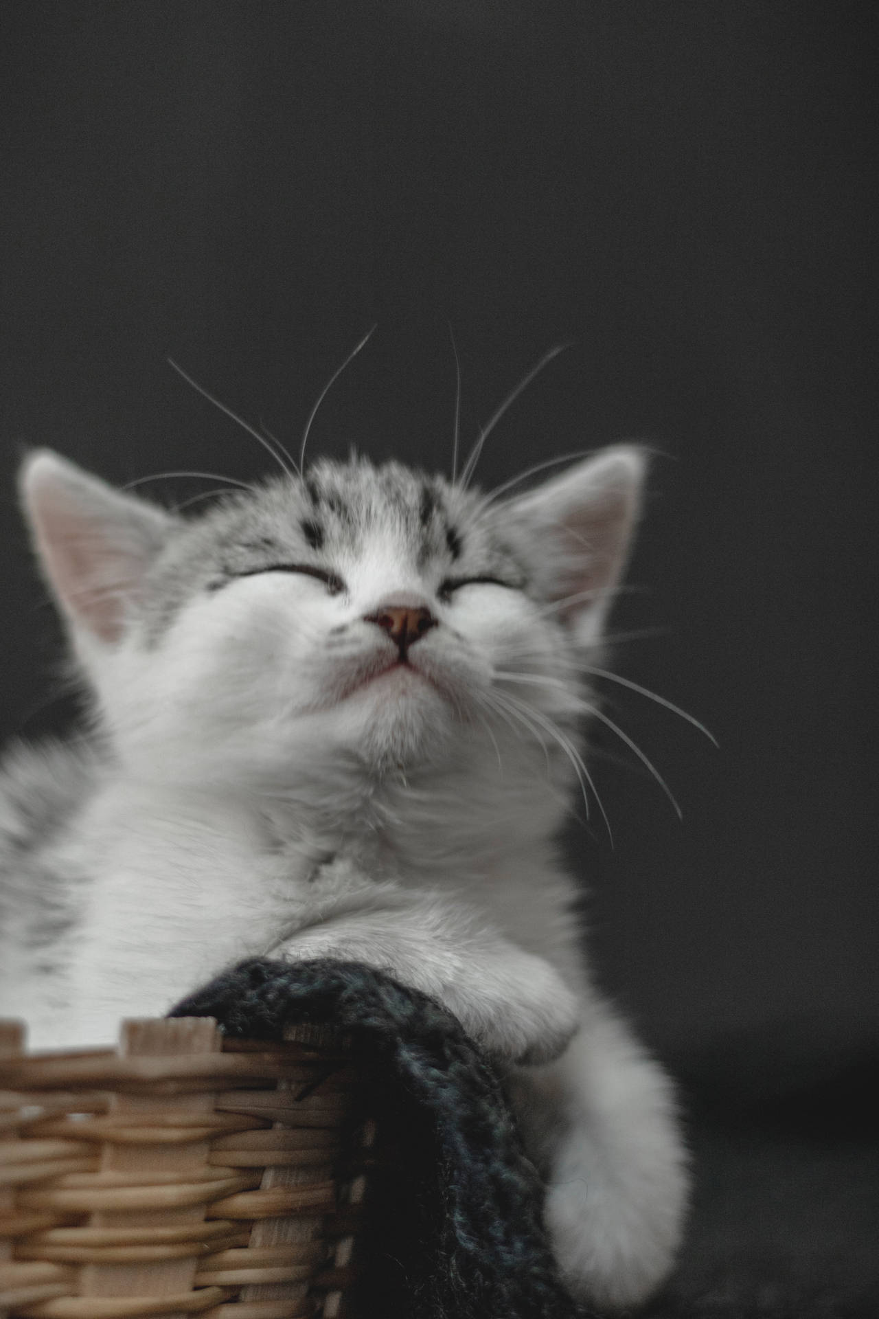 Download Coolest iPhone White Cat Wallpaper