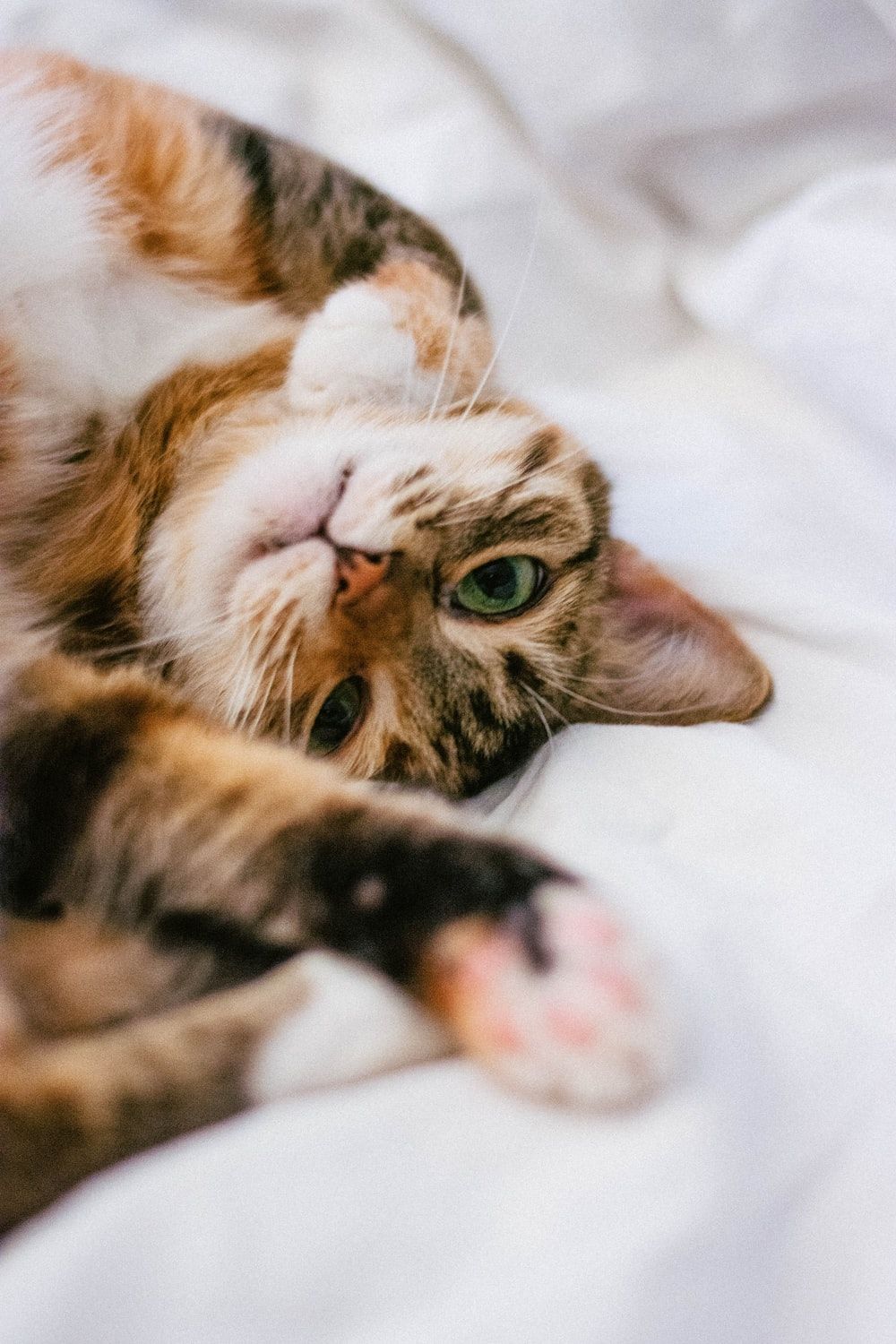 Cute Cat iPhone Wallpaper, HD Background on WallpaperBat