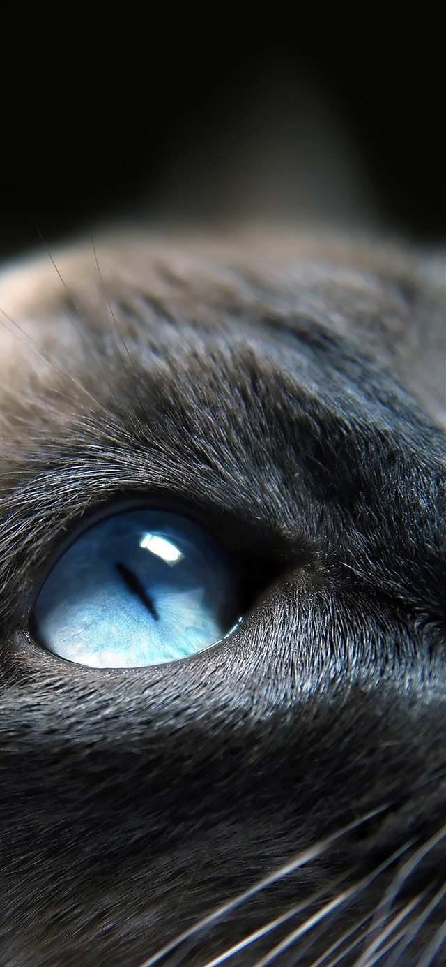 Best Cats iPhone X HD Wallpaper