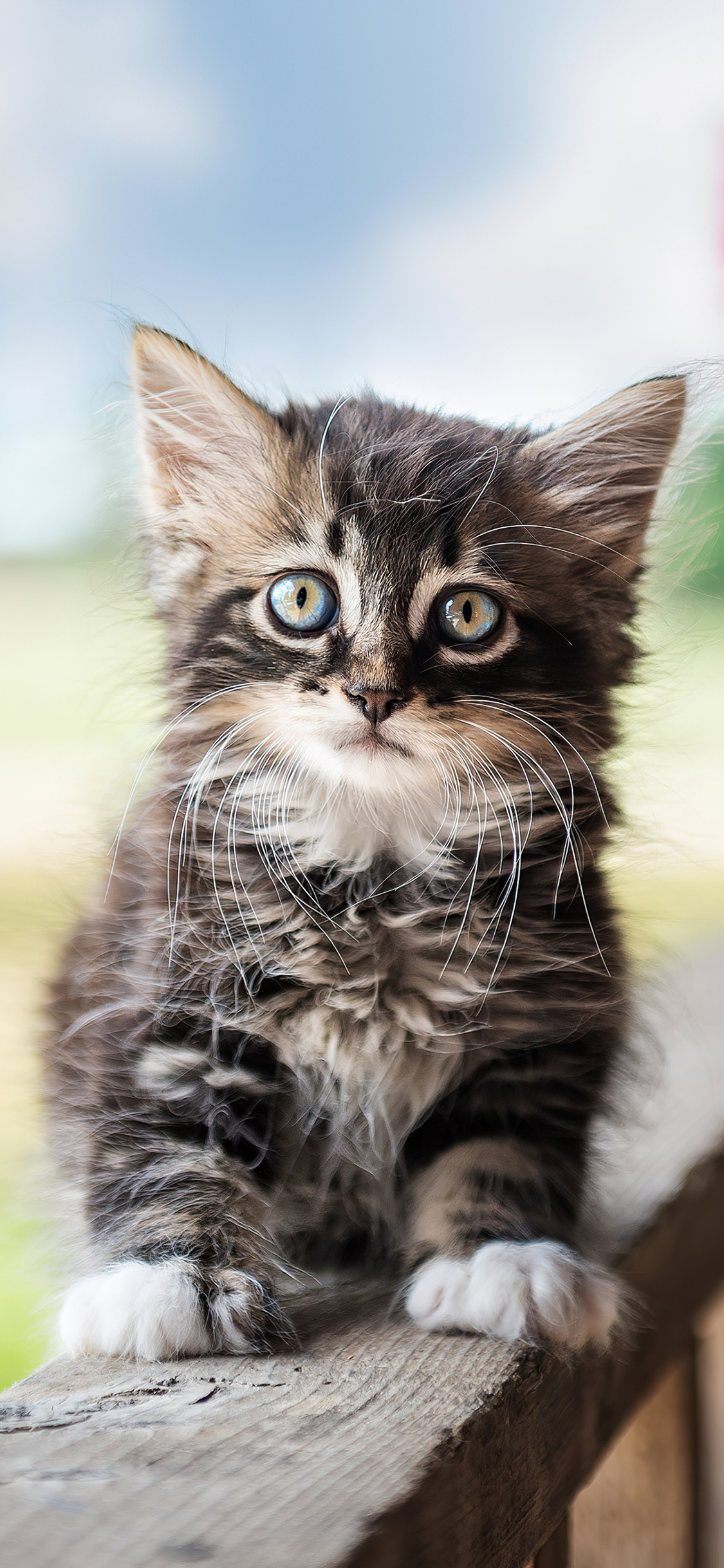 Cute Cat 4k iPhone XS, iPhone 10, iPhone X , HD 4k Wallpaper, Image, Background, Photos and Picture