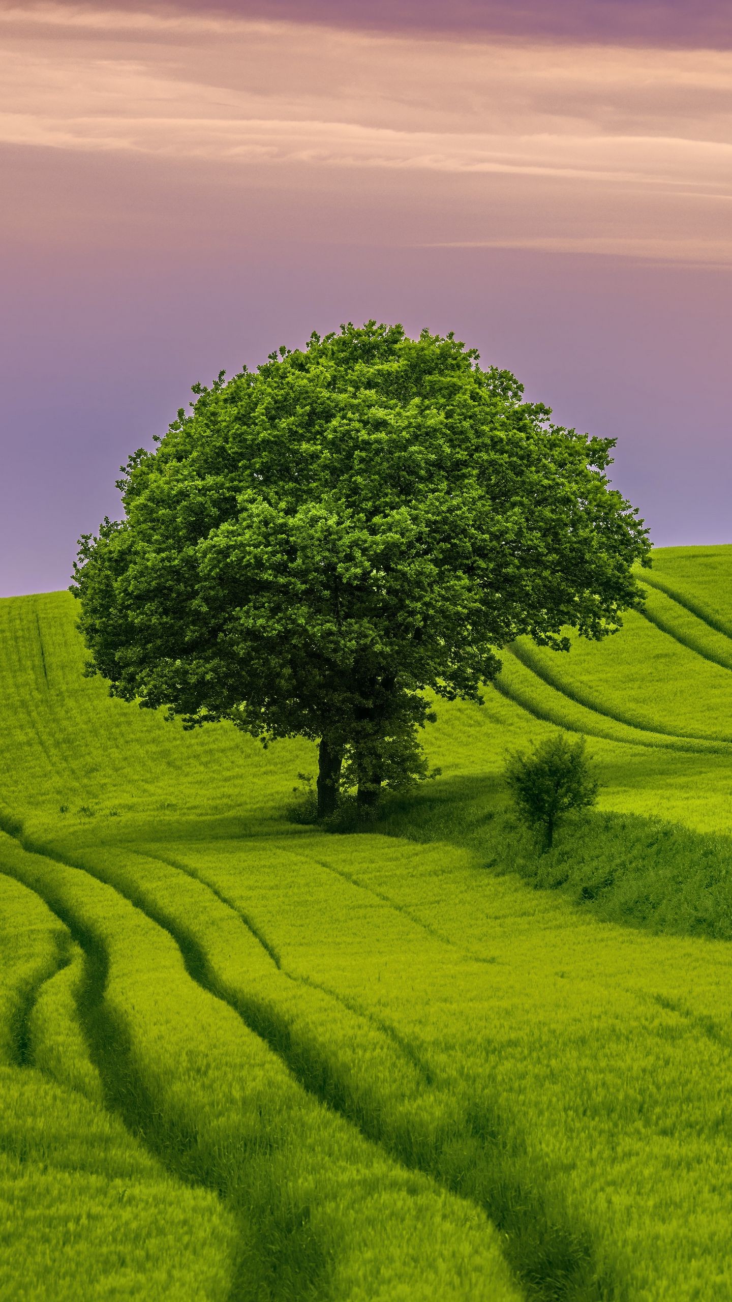 tree field grass landscape nature bushes green wallpaper light purple sky background 4K HD Nature Wallpaper