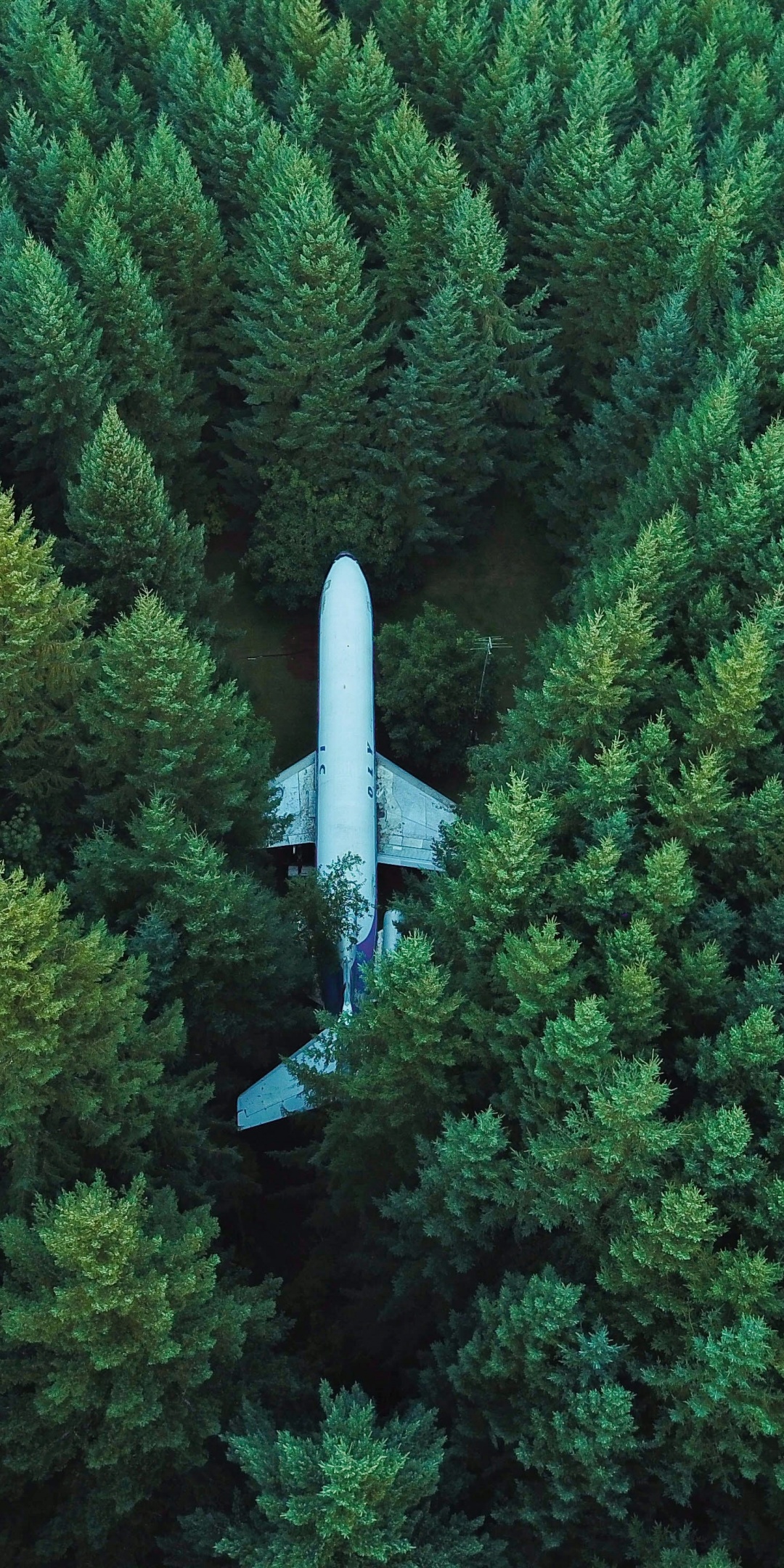 Airplane Wallpaper 4K, Green Trees, Aerial view, Forest