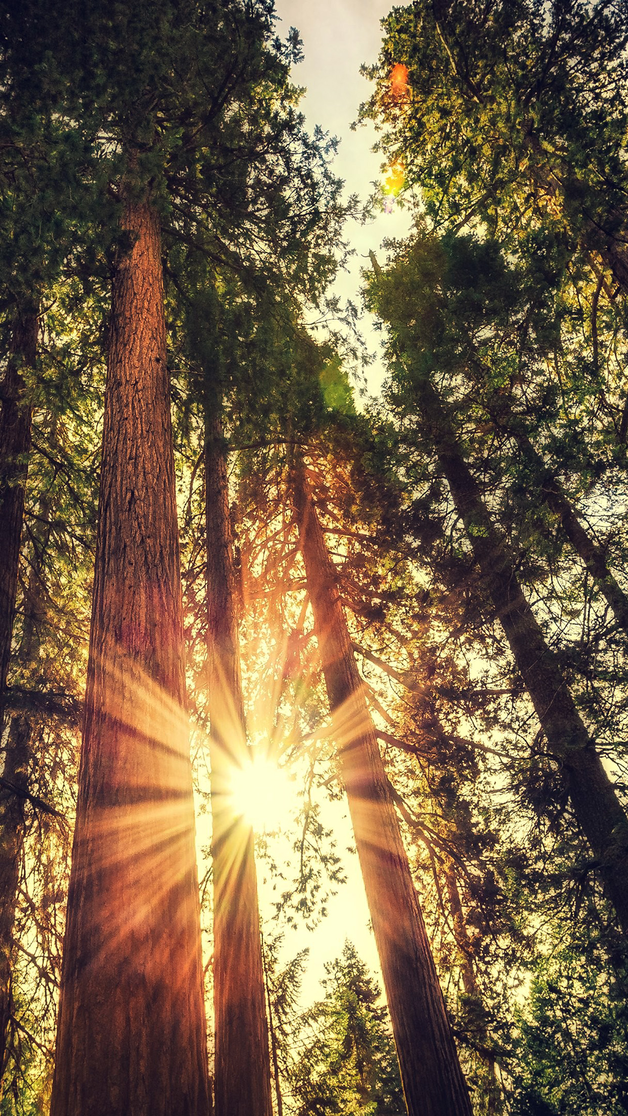 iPhone X wallpaper. sunset between trees wood nature