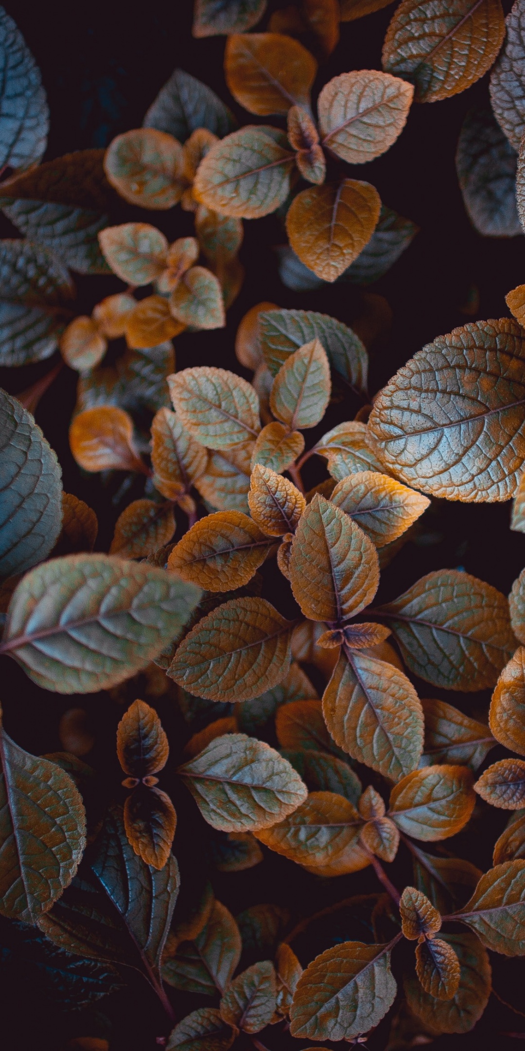 Leaves Wallpaper 4K, Brown aesthetic, Plant