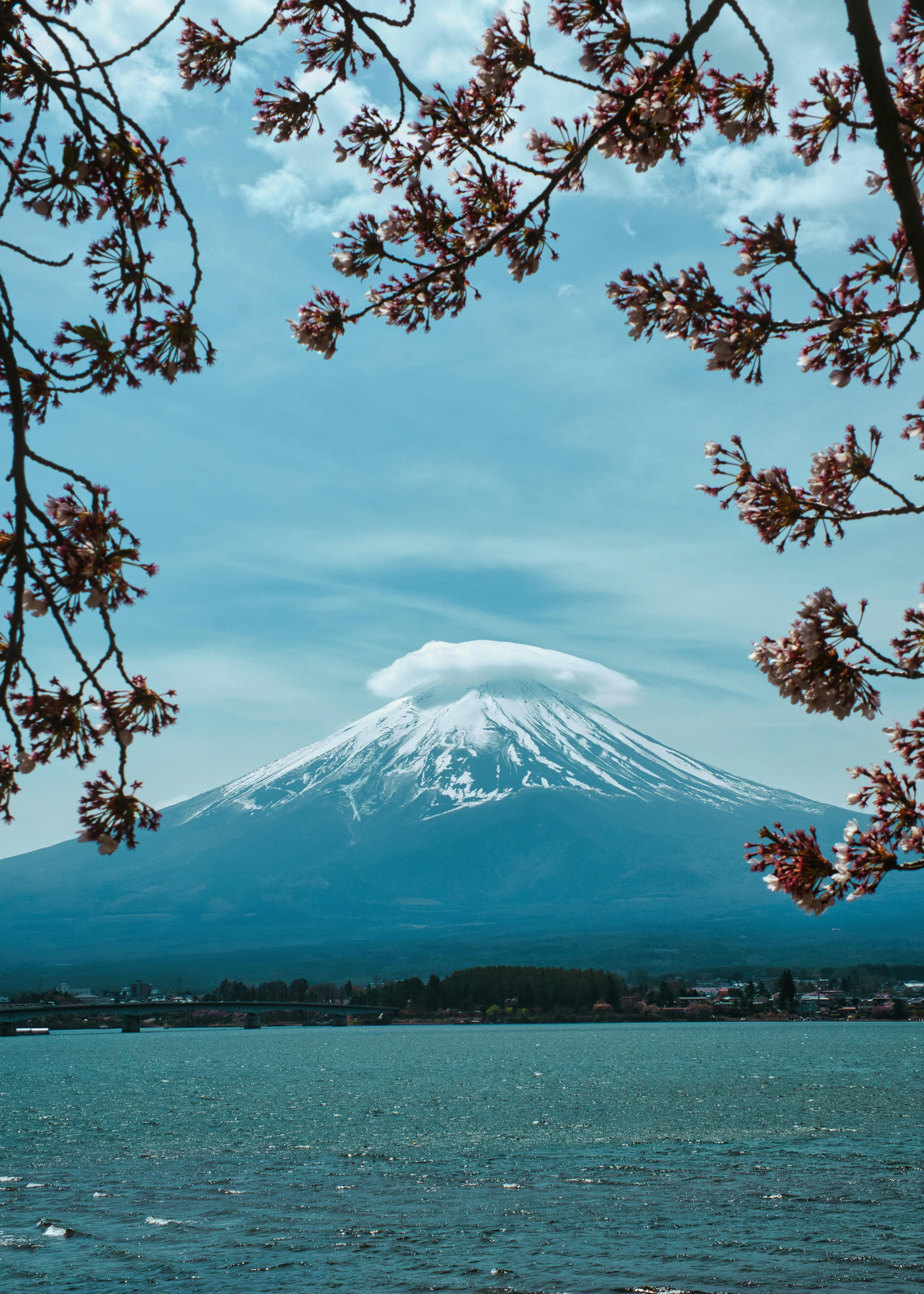 Mount Fuji Framed by Cherry Blossoms in Spring · Free