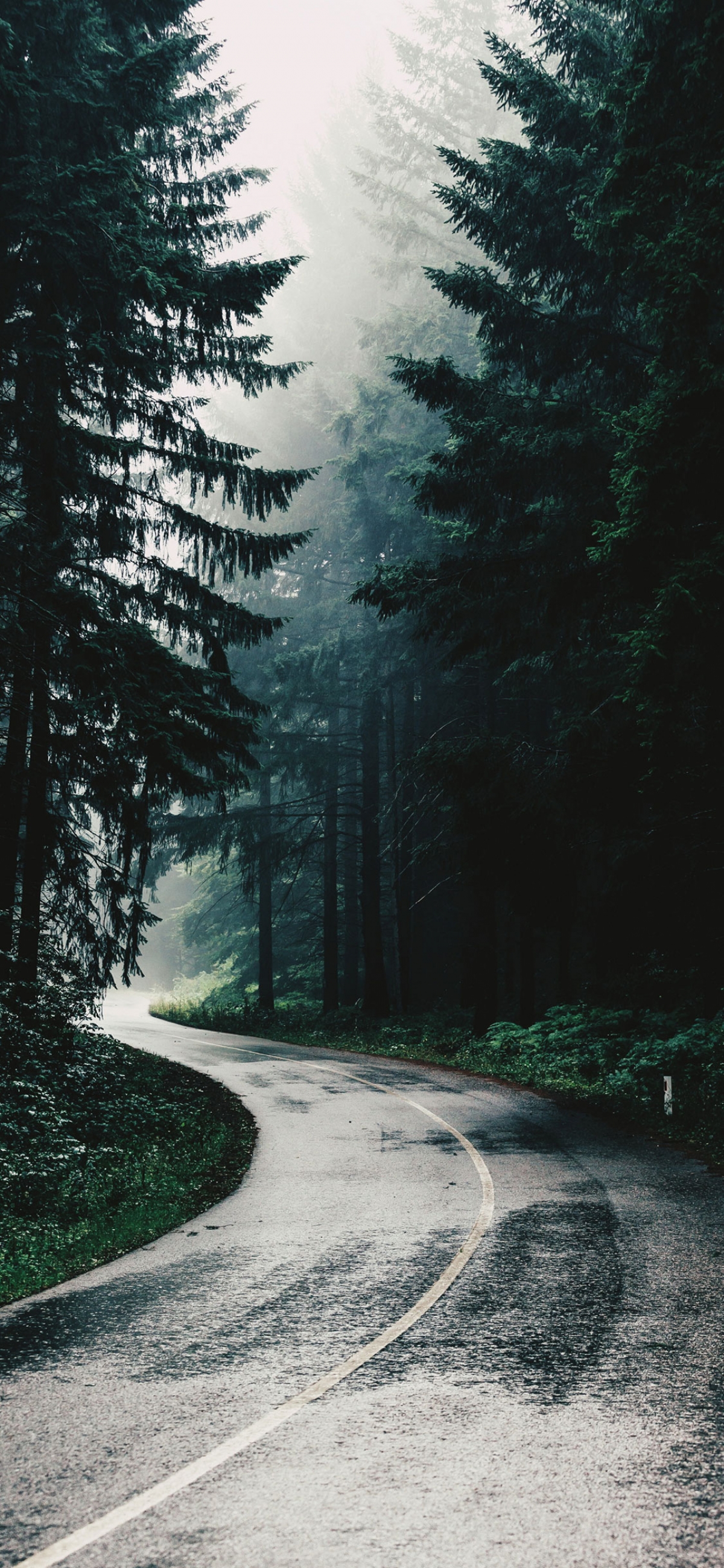 Highway On A Rainy Day In The Forest