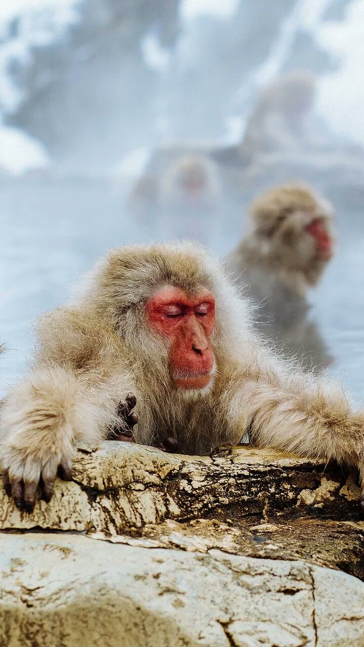 Siyal's stuff. Snow monkey, Monkey wallpaper, Monkey