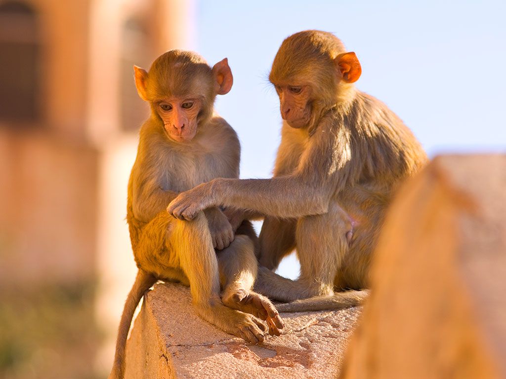 Go Bananas for Asia's Adorable Monkeys. Condé Nast Traveler