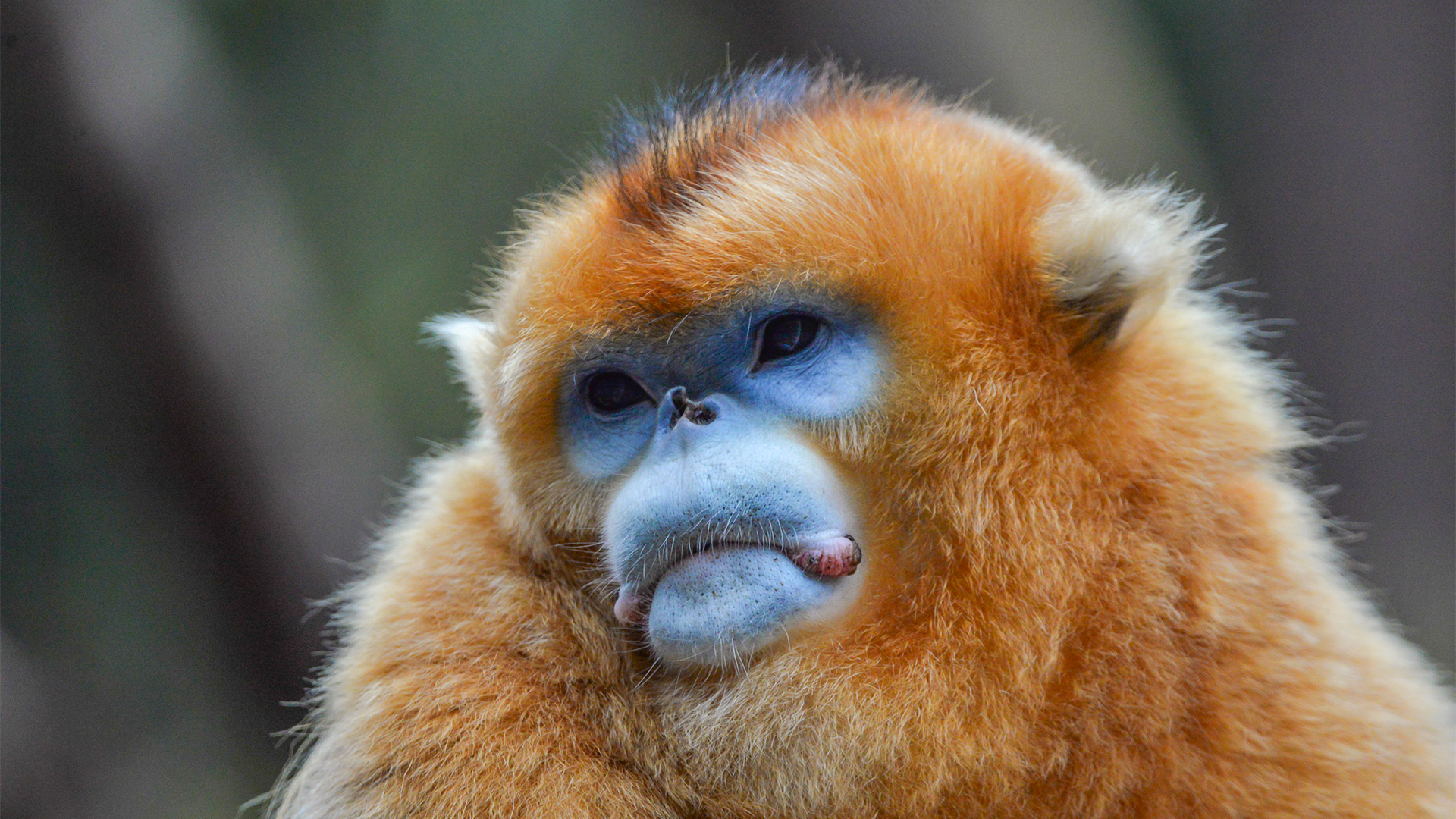 Photograph Endangered Golden Snub Nosed Monkeys In China's Nature Reserves