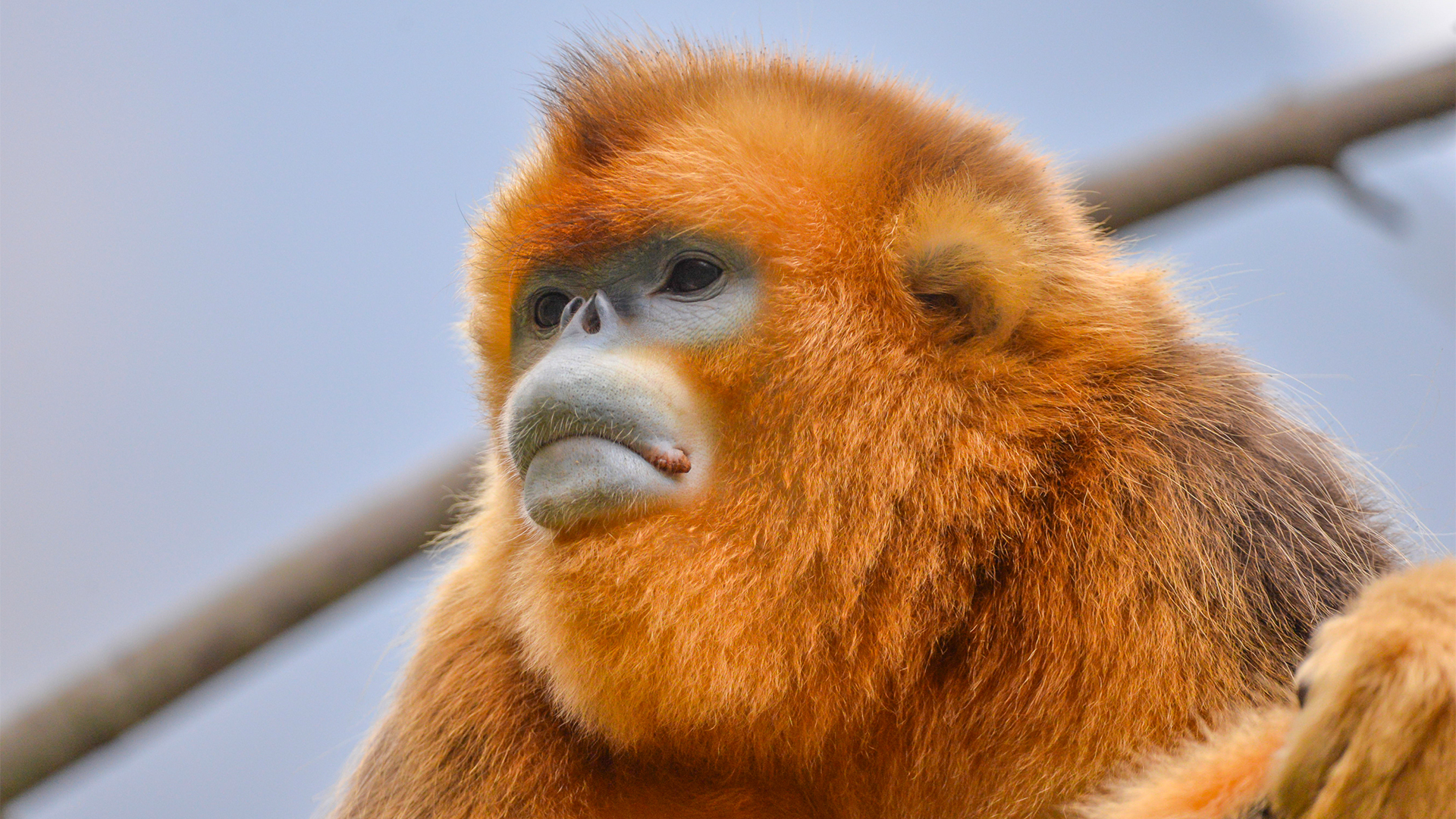 Photograph Endangered Golden Snub Nosed Monkeys In China's Nature Reserves