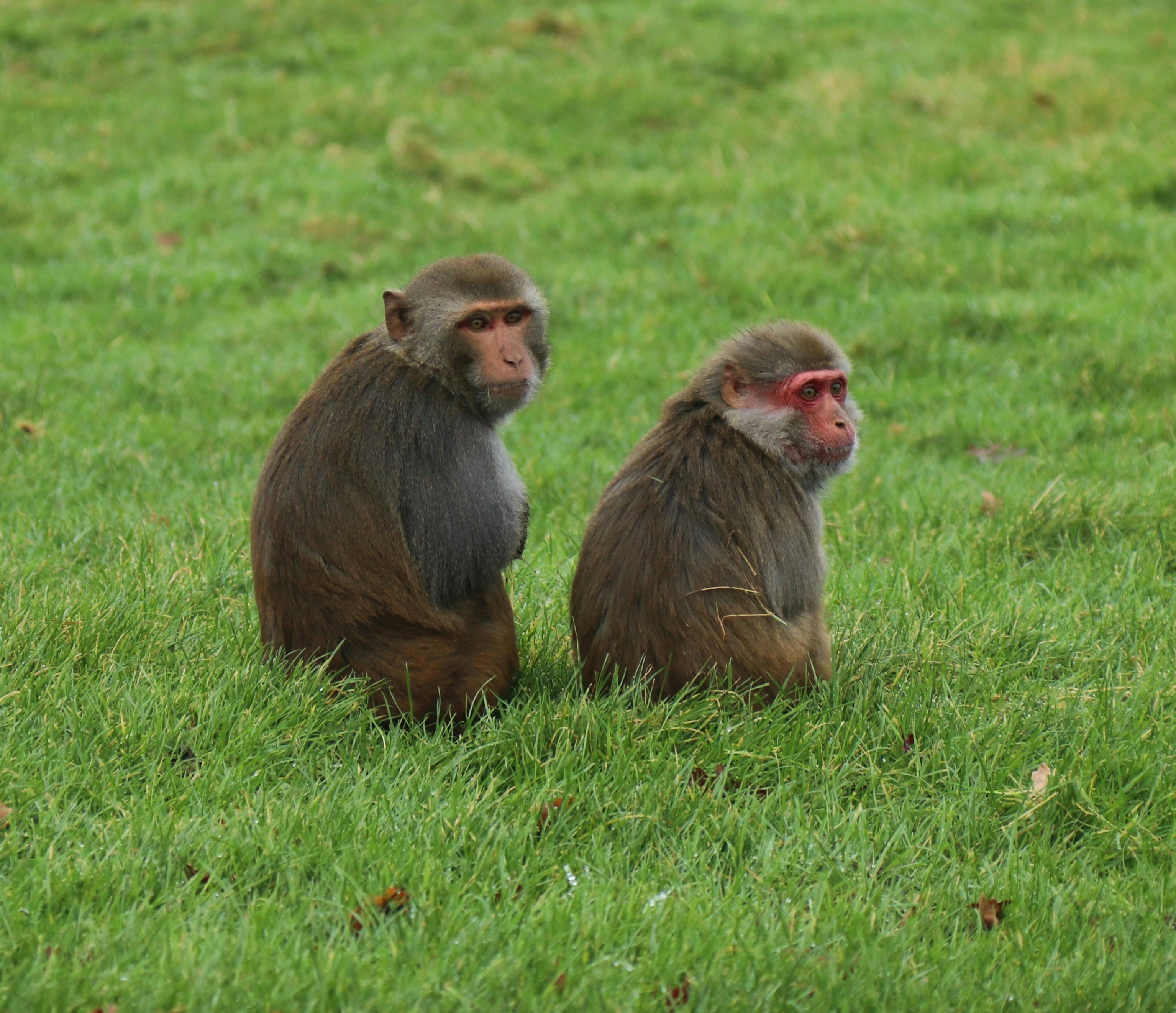 Asian Monkeys Photo, Download The BEST Free Asian Monkeys & HD Image