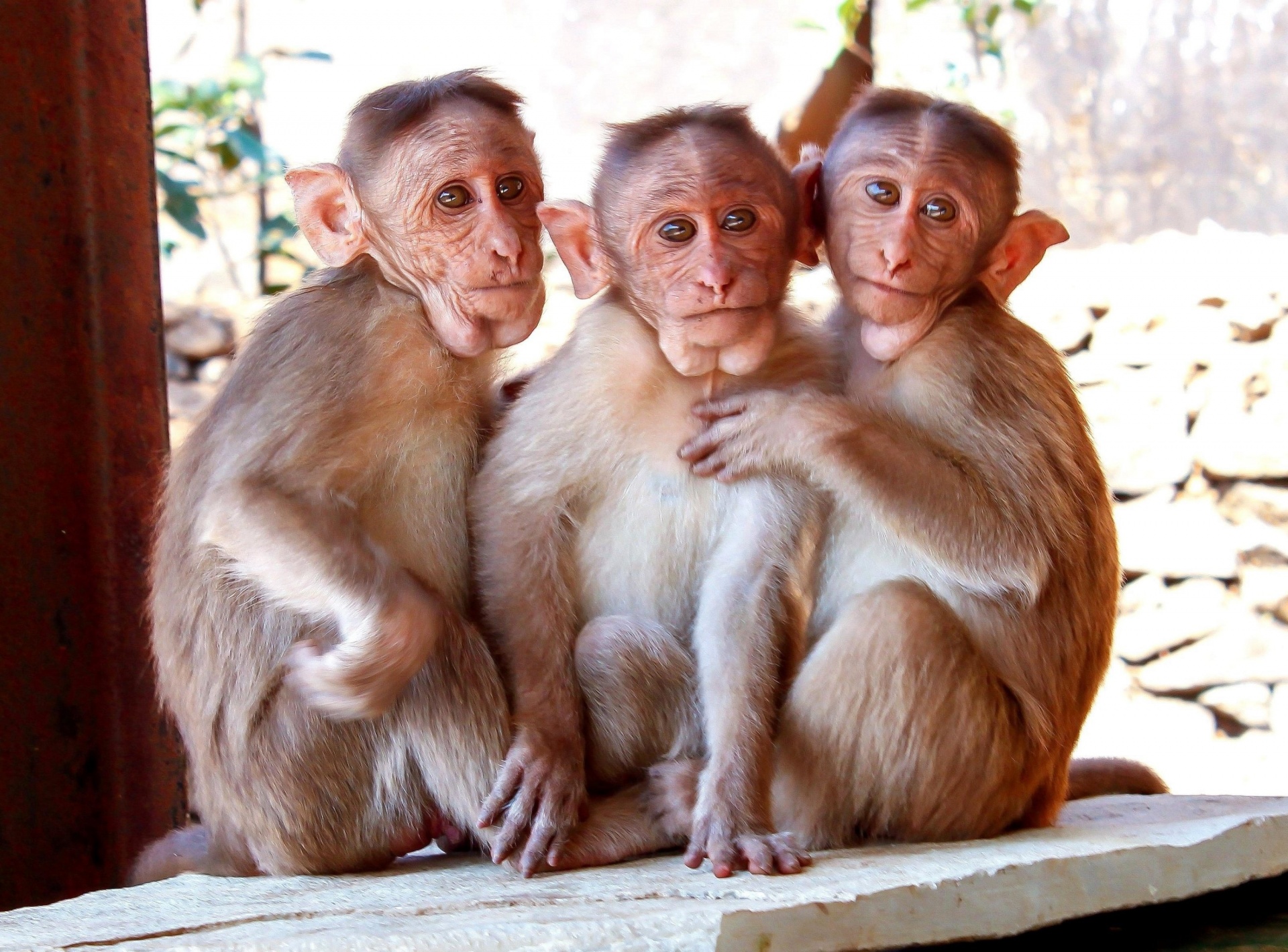 Download free photo of Rhesus, macaque, monkey, close up, portrait