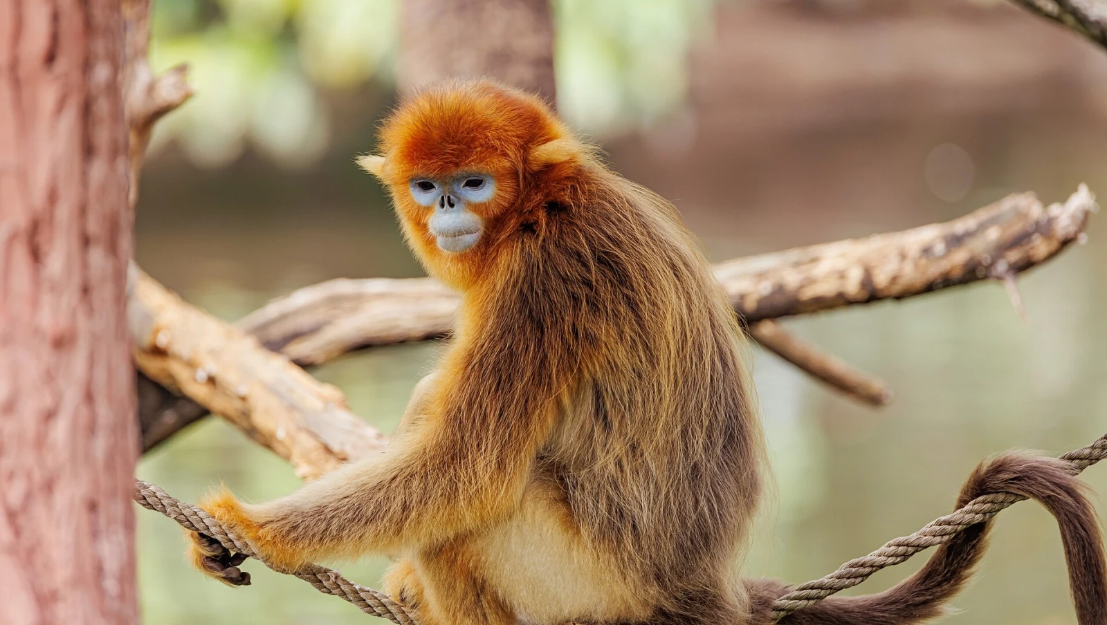Golden Snub Nosed Monkey, Diet, Habitat & Picture On Animalia.bio