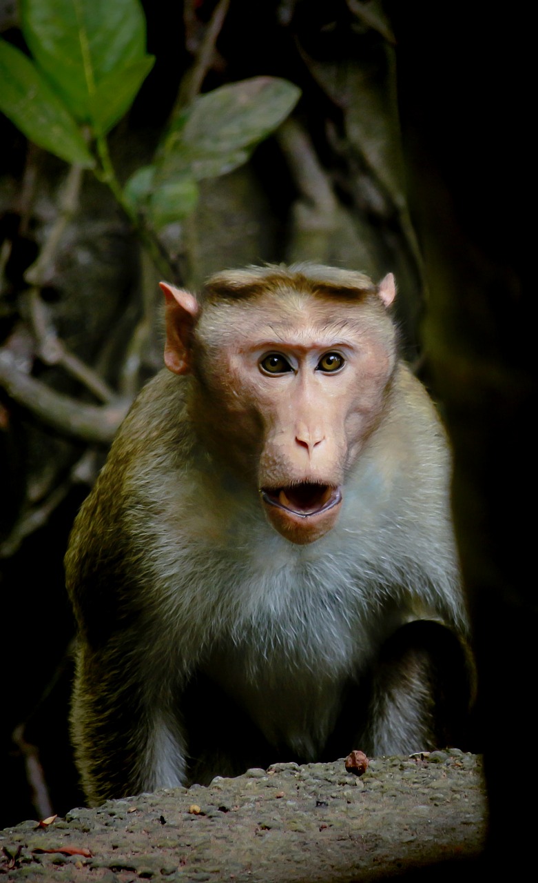 Download free photo of Monkey, animal, nature, wildlife, wild