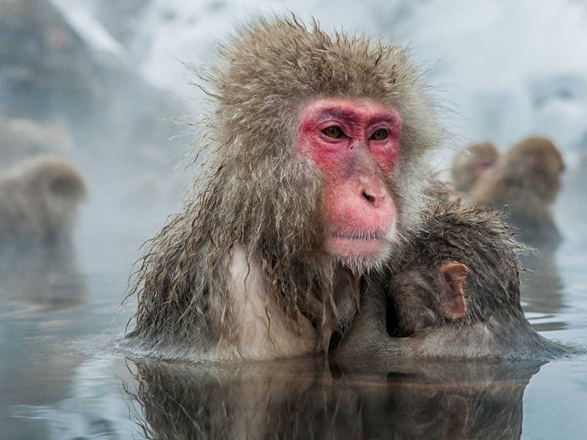 Monkey fighters' armed with air guns recruited by Japanese village to fight off swarms of invading animals