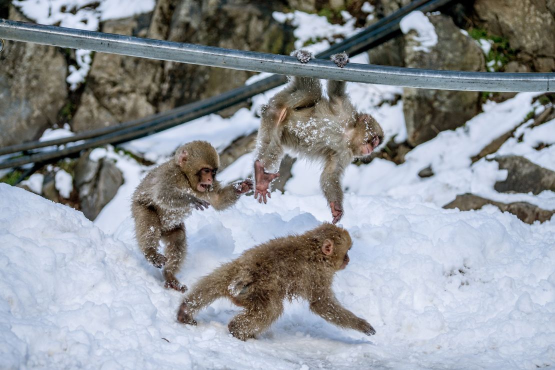 See Japan's snow monkeys relax in their own hot springs